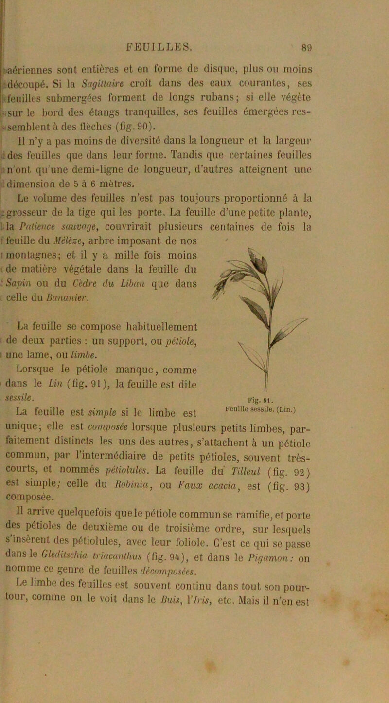 aériennes sont entières et en forme de disque, plus ou moins découpé. Si la Sagittaire croît dans des eaux courantes, ses feuilles submergées forment de longs rubans; si elle végète sur le bord des étangs tranquilles, ses feuilles émergées res- semblent à des flèches (fig. 90). 11 n’y a pas moins de diversité dans la longueur et la largeur des feuilles que dans leur forme. Tandis que certaines feuilles n'ont qu'une demi-ligne de longueur, d’autres atteignent une dimension de 5 à 6 mètres. Le volume des feuilles n’est pas toujours proportionné à la -grosseur de la tige qui les porte. La feuille d’une petite plante, la Patience sauvage, couvrirait plusieurs centaines de fois la feuille du Mélèze, arbre imposant de nos i montagnes; et il y a mille fois moins de matière végétale dans la feuille du ' Sapin ou du Cèdre du Liban que dans celle du Bananier. La feuille se compose habituellement de deux parties : un support, ou pétiole, une lame, ou limbe. Lorsque le pétiole manque, comme ■ dans le Lin (fig. 91 ), la feuille est dite sessile. La feuille est simple si le limbe est unique; elle est composée lorsque plusieurs petits limbes, par- faitement distincts les uns des autres, s’attachent à un pétiole commun, par l’intermédiaire de petits pétioles, souvent très- courts, et nommés pètiolules. La feuille du Tilleul (fig. 92) est simple; celle du Robinia, ou Faux acacia, est (fig. 93) composée. Il arrive quelquefois que le pétiole commun se ramifie, et porte des pétioles de deuxième ou de troisième ordre, sur lesquels s insèrent des pètiolules, avec leur foliole. C’est ce qui se passe dans le Gleditschia triacanthus (fig. 94), et dans le Pigamon: on nomme ce genre de feuilles décomposées. Le limbe des feuilles est souvent continu dans tout son pour- toui, comme on le voit dans le Buis, YIi is, etc. Mais il n’en est