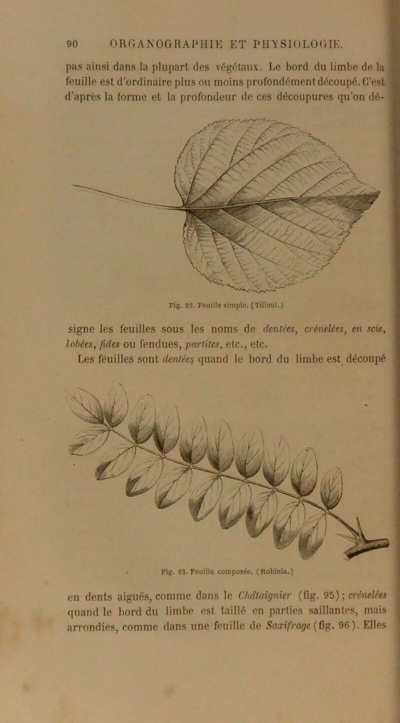 pas ainsi dans la plupart des végétaux. Le bord du limbe de la feuille est d’ordinaire plus ou moins profondément découpé. C’est d’après la forme et la profondeur de ces découpures qu’on dé- Fig. 93. Feuille composée. (Robinia.) Fig. 92. Feuille simple. (Tilleul.) signe les feuilles sous les noms de dentées, crénelées, en scie, lobées, /ides ou fendues, partîtes, etc., etc. Les feuilles sont dentées quand le bord du limbe est découpé en dents aiguës, comme dans le Châtaignier (fig. 95) ; crénelées quand le bord du limbe est taillé en parties saillantes, mais arrondies, comme dans une feuille de Saxifrage (fig. 96). Elles