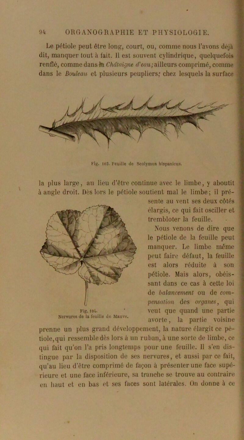 Le pétiole peut être long, court, ou, comme nous l’avons déjà dit, manquer tout à lait. 11 est souvent cylindrique, quelquefois renflé, comme dans la Châtaigne il'eau; ailleurs comprimé, comme dans le Bouleau et plusieurs peupliers; chez lesquels la surface Fig. 103. Feuille de Scolymus hispanicus. la plus large, au lieu d’être continue avec le limbe, y aboutit à angle droit. Dès lors le pétiole soutient mal le limbe; il pré- sente au vent ses deux côtés élargis, ce qui fait osciller et trembloter la feuille. Nous venons de dire que le pétiole de la feuille peut manquer. Le limbe même peut faire défaut, la feuille est alors réduite à son pétiole. Mais alors, obéis- sant dans ce cas à cette loi de balancement ou de com- pensation des organes, qui veut que quand une partie avorte, la partie voisine prenne un plus grand développement, la nature élargit ce pé- tiole, qui ressemble dès lors à un ruban, à une sorte de limbe, ce qui fait qu’on l’a pris longtemps pour une feuille. Il s’en dis- tingue par la disposition de ses nervures, et aussi parce fait, qu’au lieu d’être comprimé de façon à présenter une face supé- rieure et une face inférieure, sa tranche se trouve au contraire en haut et en bas et ses faces sont latérales. On donne à ce Fig. 104. Nervures de la feuille de Mauve.