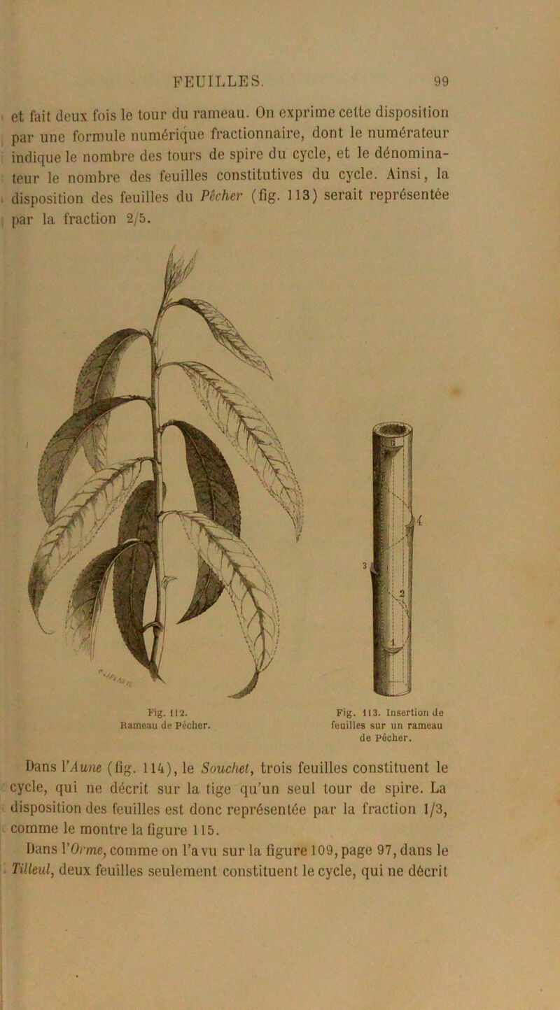 et fait deux fois le tour du rameau. Ou exprime cette disposition par une formule numérique fractionnaire, dont le numérateur indique le nombre des tours de spire du cycle, et le dénomina- teur le nombre des feuilles constitutives du cycle. Ainsi, la disposition des feuilles du Pêcher (fig. 113) serait représentée par la fraction 2/5. Fig. i ri. Rameau de Pécher. Fig. 113. Insertion de feuilles sur un rameau de Pêcher. Dans l’Aune (fi#. 114), le Souchet, trois feuilles constituent le cycle, qui ne décrit sur la tige qu’un seul tour de spire. La disposition des feuilles est donc représentée par la fraction 1/3, comme le montre la figure 115. Dans l'Orme, comme on l’a vu sur la figure 109, page 97, dans le Tilleul, deux feuilles seulement constituent le cycle, qui ne décrit