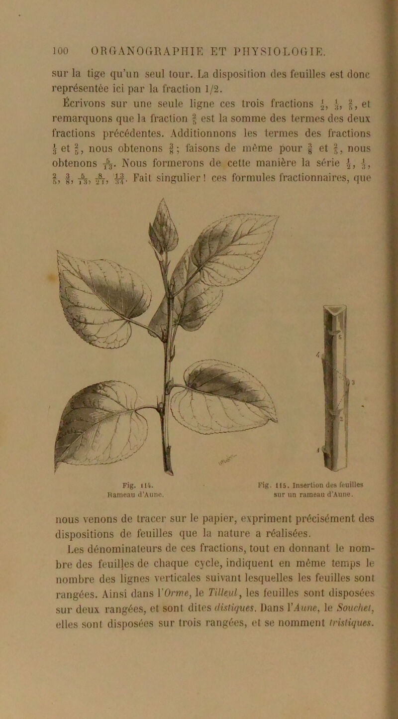 sur la tige qu’un seul tour. La disposition des feuilles est donc représentée ici par la fraction 1/2. Écrivons sur une seule ligne ces trois fractions }2, g, et remarquons que la fraction g est la somme des termes des deux fractions précédentes. Additionnons les termes des fractions 3- et g, nous obtenons faisons de même pour g et f, nous obtenons -^j. Nous formerons de cette manière la série , g, f, -£j, |f, Fait singulier! ces formules fractionnaires, (pie Fig. (14. • Fig. 115. Insertion des feuilles Hameau d’Aune. sur un rameau d'Aune. nous venons de tracer sur le papier, expriment précisément des dispositions de feuilles que la nature a réalisées. Les dénominateurs de ces fractions, tout en donnant le nom- bre des feuilles de chaque cycle, indiquent en même temps le nombre des lignes verticales suivant lesquelles les feuilles sont rangées. Ainsi dans Y Orme, le Tilleul, les feuilles sont disposées sur deux rangées, et sont dites distiques. Dans l’Aune, le Souchet, elles sont disposées sur trois rangées, et se nomment iristiques.