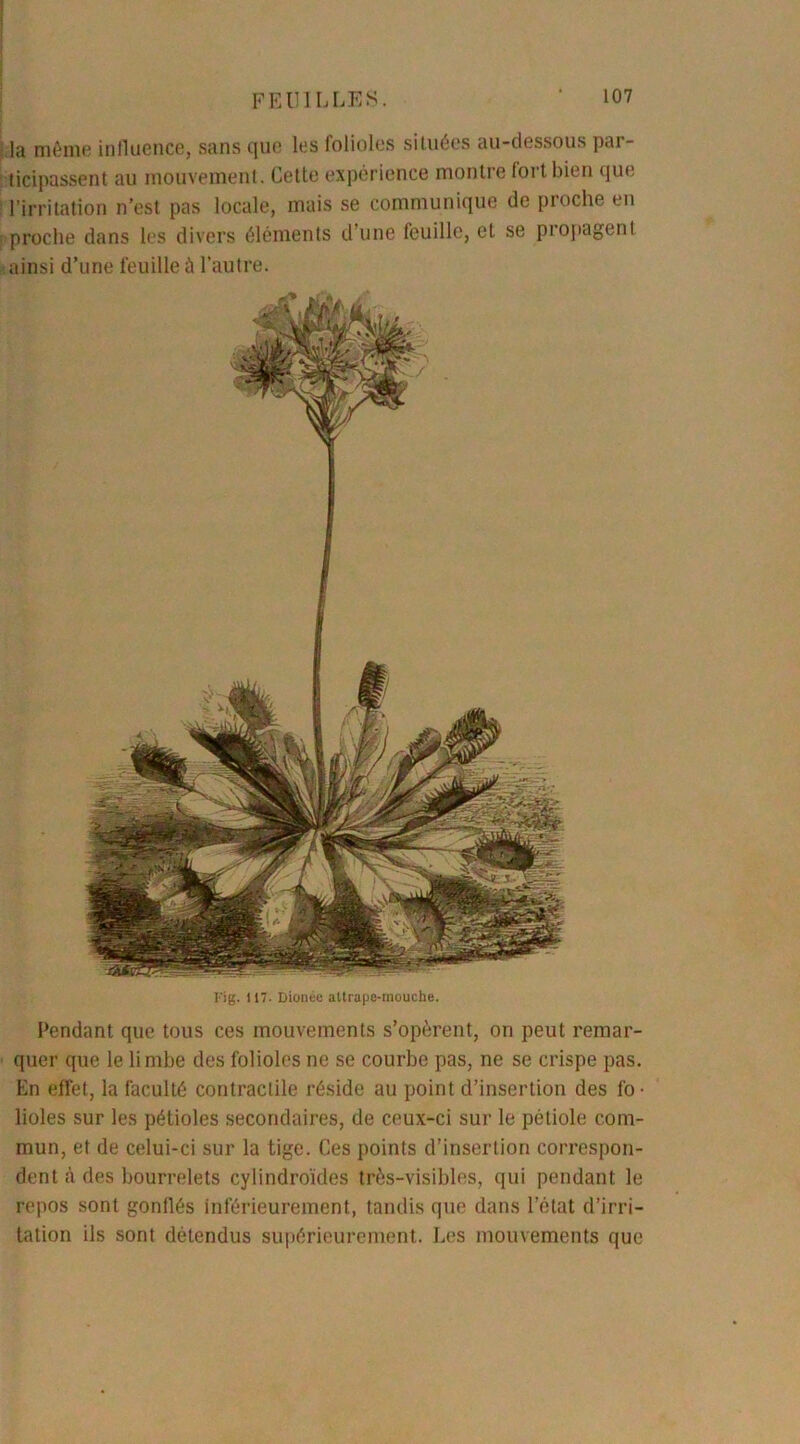 la même influence, sans que les folioles situées au-dessous pai- ticipassent au mouvement. Cette expérience montre fort bien que l'irritation n’est pas locale, mais se communique de proche en proche dans les divers éléments d’une feuille, et se propagent ainsi d’une feuille à l’autre. Fig. 117. Dionee attrape-mouche. Pendant que tous ces mouvements s’opèrent, on peut remar- quer que le limbe des folioles ne se courbe pas, ne se crispe pas. En effet, la faculté contractile réside au point d’insertion des fo • lioles sur les pétioles secondaires, de ceux-ci sur le pétiole com- mun, et de celui-ci sur la tige. Ces points d’insertion correspon- dent à des bourrelets cylindroïdes très-visibles, qui pendant le repos sont gonflés inférieurement, tandis que dans l’état d’irri- tation ils sont détendus supérieurement. Les mouvements que