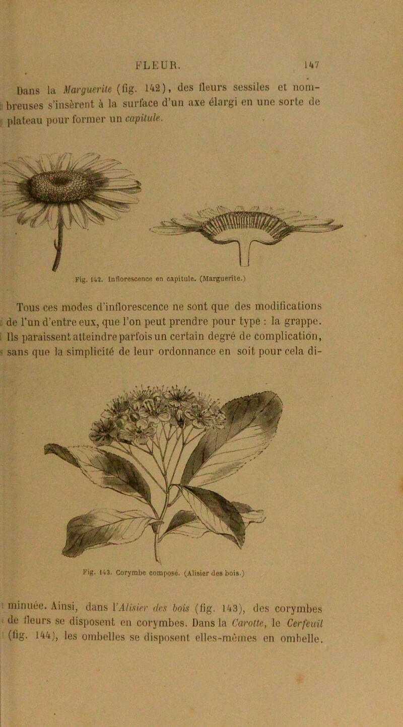 Dans la Marguerite (fig. 142), des lleurs sessiles et nom- breuses s’insèrent à la surface d’un axe élargi en une sorte de plateau pour former un capitule. Fig. 142. Inflorescence en capitule. (Marguerite.) Tous ces modes d'inflorescence ne sont que des modifications de l’un d'entre eux, que l’on peut prendre pour type : la grappe. Ils paraissent atteindre parfois un certain degré de complication, sans que la simplicité de leur ordonnance en soit pour cela di- Kig. 143. Corymbe compose. (Alisier des bois.) minuée. Ainsi, dans ['Alisier des bois (fig. 143), des corymbes de fleurs se disposent en corymbes. Dans la Carotte, le Cerfeuil (fig. 144), les ombelles se disposent elles-mêmes en ombelle.