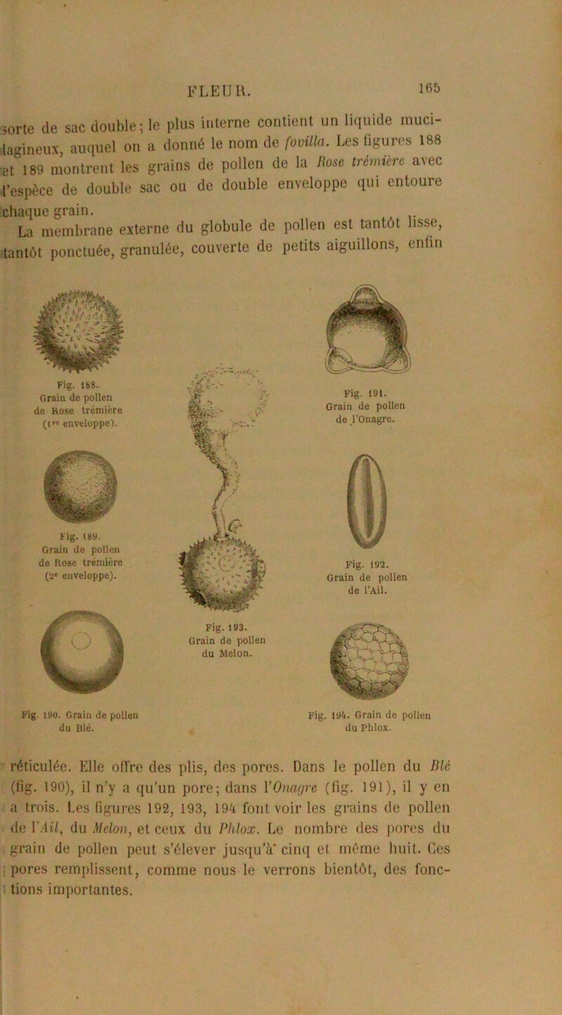 sorte de sac double; le plus interne contient un liquide muci- lagineux, auquel on a donné le nom de fovilla. Les figures 188 -et 189 montrent les grains de pollen de la Rose trcmierc avec l’espèce de double sac ou de double enveloppe qui entoure chaque grain. La membrane externe du globule de pollen est tantôt lisse, tantôt ponctuée, granulée, couverte de petits aiguillons, enfin Fig. ISS. Grain de pollen de Rose trémière (|ro enveloppe). Fig. 18a. Grain de pollen de Rose trémière (ï* enveloppe). Fig. 193. Grain de pollen du Melon. Fig. 190. Grain de pollen du Blé. Fig. 191. Grain de pollen de l'Onagre. Fig. 192. Grain de pollen de l’Ail. Fig. 194. Grain de pollen du Phlox. réticulée. Elle offre des plis, des pores. Dans le pollen du Blc (fig. 190), il n'y a qu’un pore; dans l’Onagre (fig. 191), il y en a trois. Les figures 192, 193, 194 font voir les grains de pollen de l’Ail, du Melon, et ceux du Pldox. Le nombre des pores du grain de pollen peut s’élever jusqu’à* cinq et même huit. Ces pores remplissent, comme nous le verrons bientôt, des fonc- tions importantes.