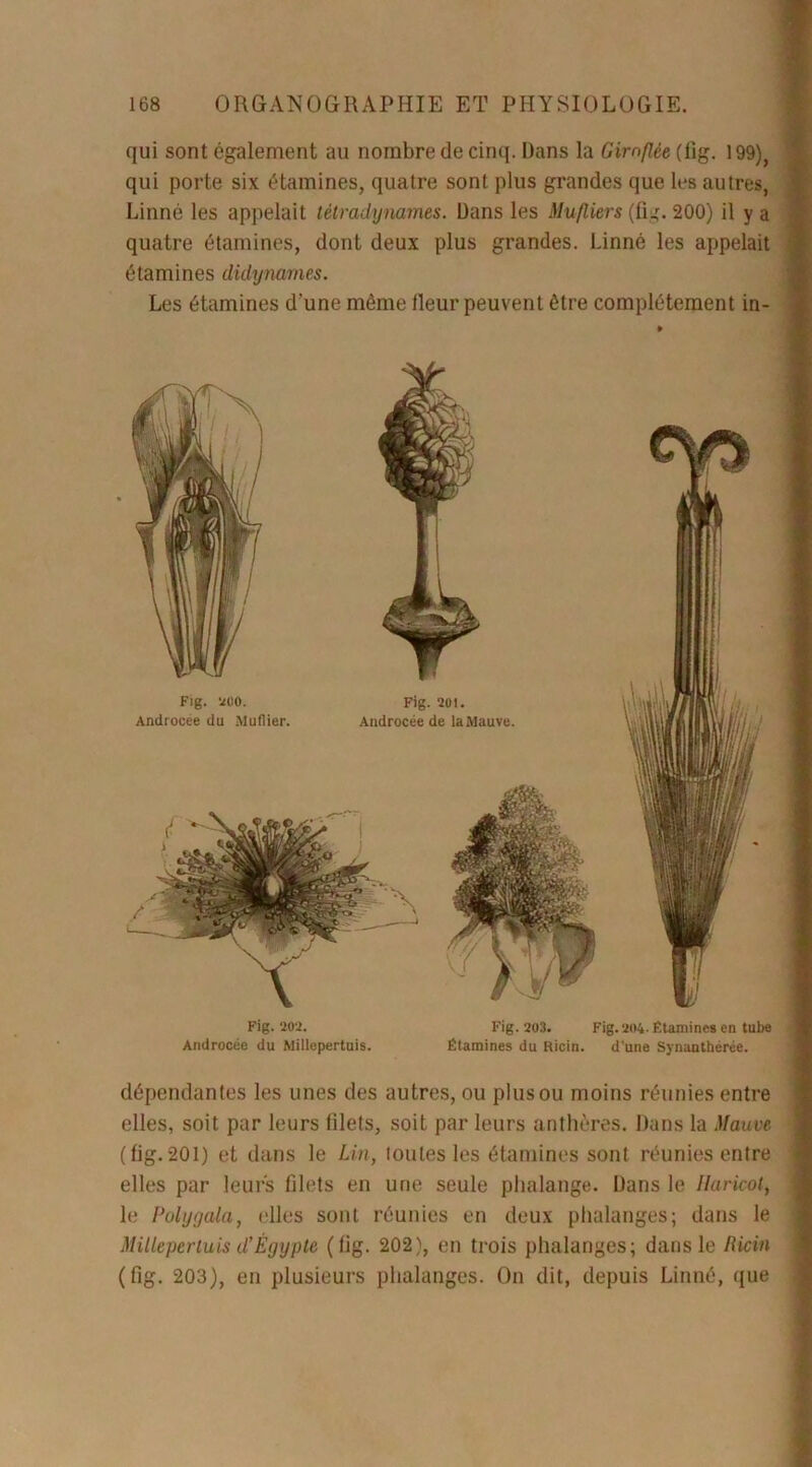 qui sont également au nombre de cinq. Dans la Giroflée (fig. 199), qui porte six étamines, quatre sont plus grandes que les autres, Linné les appelait tétradynames. Dans les Mufliers (fi.;. 200) il y a quatre étamines, dont deux plus grandes. Linné les appelait étamines didynames. Les étamines d’une même Heur peuvent être complètement in- Fig. 202. Fig. 203. Fig.204- Étamines en tube Androcée du Millepertuis. Étamines du Ricin. d’une Synanthérée. dépendantes les unes des autres, ou plus ou moins réunies entre elles, soit par leurs filets, soit par leurs anthères. Dans la Mauve (fig. 201) et dans le Lin, toutes les étamines sont réunies entre elles par leurs filets en une seule phalange. Dans le Haricot, le Polygala, elles sont réunies en deux phalanges; dans le Millepertuis d’Égypte (fig. 202), en trois phalanges; dans le Ricin (fig. 203), en plusieurs phalanges. On dit, depuis Linné, que