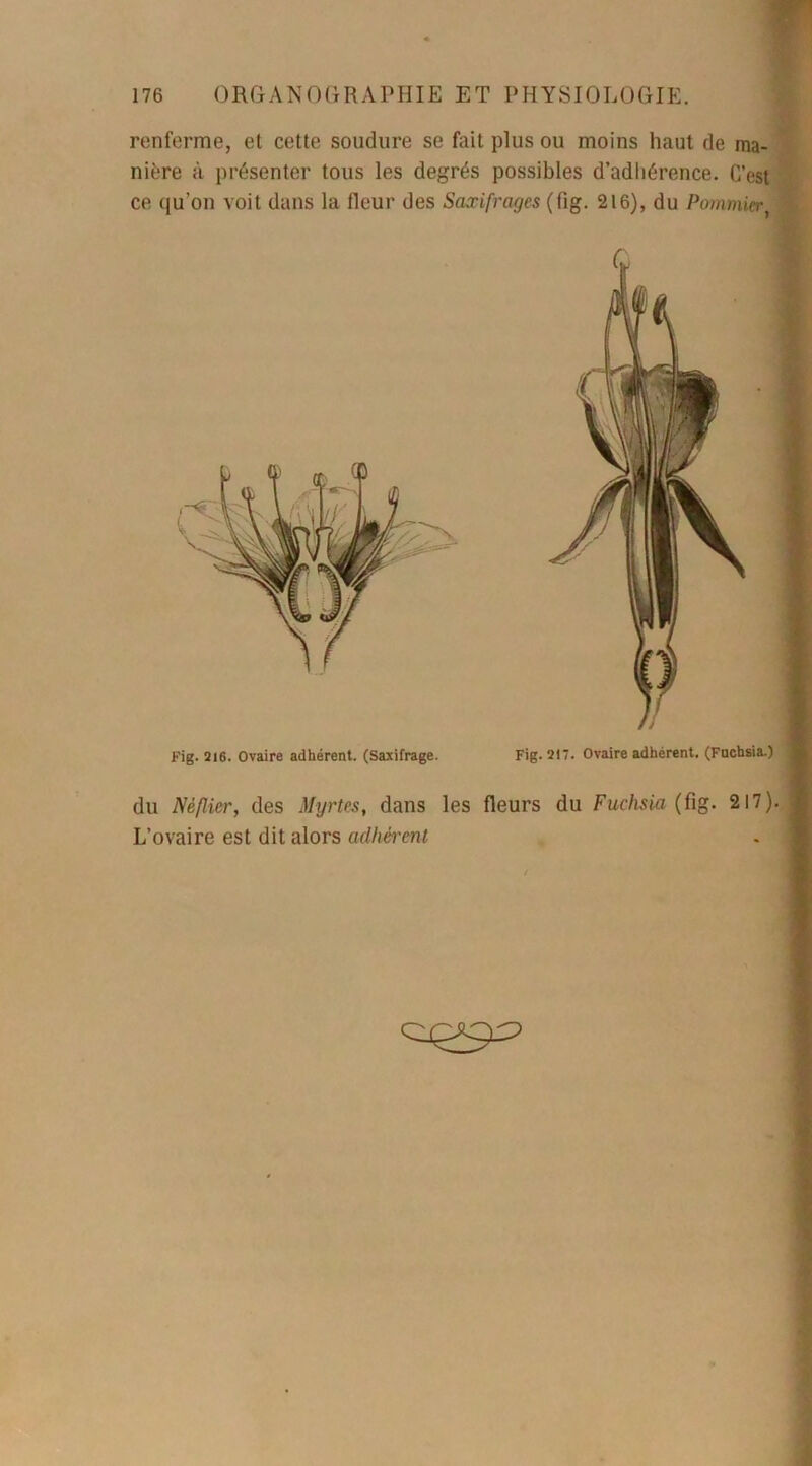 renferme, et cette soudure se fait plus ou moins haut de ma- nière à présenter tous les degrés possibles d’adhérence. C’est ce qu'on voit dans la fleur des Saxifrages (fig. 216), du Pommier Fig. 216. Ovaire adhérent. (Saxifrage. Fig. 217. Ovaire adhérent. (Fuchsia.) du Néflier, des Myrtes, dans les fleurs du Fuchsia (fig. 217). L’ovaire est dit alors adhérent