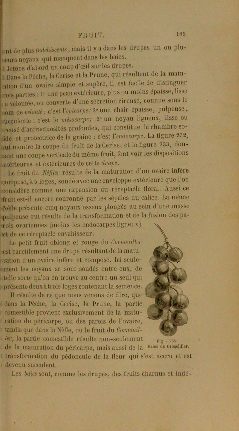 } nt de plus indéhiscents, mais il y a dans les drupes un ou plu- | eurs noyaux qui manquent dans les baies. 1 Jetons d’abord un coup d’œil sur les drupes. I Dans la Pêche, la Cerise et la Prune, qui résultent de la matu- j Uion d’un ovaire simple et supère, il est facile de distinguer I -ois parties : lu une peau extérieure, plus ou moins épaisse, lisse ! u veloutée, ou couverte d’une sécrétion cireuse, connue sous le | ,om de velouté: c’est Yépicarpe; 2° une chair épaisse, pulpeuse, ! ucculente : c’est le mésocarpe; 3° un noyau ligneux, lisse ou reusé d’anfractuosités profondes, qui constitue la chambre so- lde et protectrice de la graine : c’est l'endocarpe. La ligure 232, qui montre la coupe du fruit de la Cerise, et la ligure 233, don- lant une coupe verticale du même fruit, font voir les dispositions ntérieures et extérieures de cette drupe. Le fruit du Néflier résulte de la maturation d’un ovaire infère mmposé, è 5 loges, soudé avec une enveloppe extérieure que l’on considère comme une expansion du réceptacle floral. Aussi ce fruit est-il encore couronné par les sépales du calice. La même Nèfle présente cinq noyaux osseux plongés au sein d'une masse pulpeuse qui résulte de la transformation et de la fusion des pa- rois ovariennes (moins les endocarpes ligneux) et de ce réceptacle envahisseur. Le petit fruit oblong et rouge du Cornouiller test pareillement une drupe résultant de la matu- ration d’un ovaire infère et composé. Ici seule- ment les noyaux se sont soudés entre eux, de telle sorte qu’on en trouve au centre un seul qui présente deux à trois loges contenant la semence. Il résulte de ce que nous venons de dire, qui dans la Pêche, la Cerise, la Prune, la partie comestible provient exclusivement de la matu- ration du péricarpe, ou des parois de l’ovaire, tandis que dans la Nèfle, ou le fruit du Cornouil- ler, la partie comestible résulte non-seulement de la maturation du péricarpe, mais aussi de la transformation du pédoncule de la fleur qui s’est accru et est devenu succulent. Les baies sont, comme les drupes, des fruits charnus et indé- Fig . 231. Baies du Groseillier.