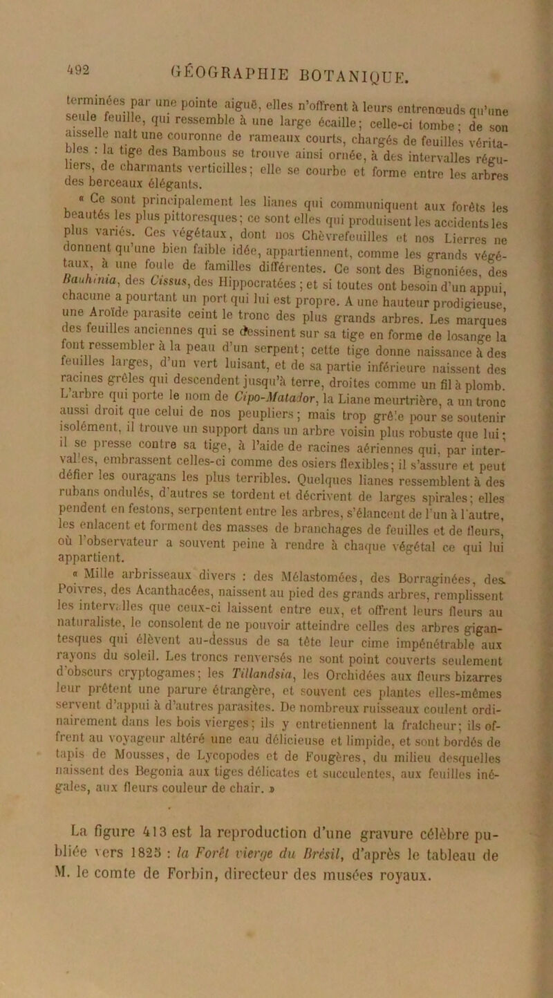 terminées par une pointe aiguë, elles n’offrent à leurs entrenœuds qu’une seule feuille, qui ressemble à une large écaille; celle-ci tombe; de son aisselle naît une couronne de rameaux courts, chargés de feuilles vérita- bles . la tige des Bambous se trouve ainsi ornée, à des intervalles régu- liers de charmants vertioilles; elle se courbe et forme entre les arbres des berceaux élégants. « Ce sont principalement les lianes qui communiquent aux forêts les beautés les plus pittoresques; ce sont elles qui produisent les accidents les plus varies. Ces végétaux, dont nos Chèvrefeuilles et nos Lierres ne ( onnent qu’une bien faible idée, appartiennent, comme les grands végé- taux, a une foule de familles différentes. Ce sont des Bignoniées, des Bauhnua, des Cissus, des Hippocratées ; et si toutes ont besoin d’un appui chacune a pourtant un port qui lui est propre. A une hauteur prodigieuse’ une Aroïde parasite ceint le tronc des plus grands arbres. Les marques des feuilles anciennes qui se dessinent sur sa tige en forme de losange la font ressembler a la peau d’un serpent; celte tige donne naissance à des feuilles larges, d un vert luisant, et de sa partie inférieure naissent des racines grêles qui descendent jusqu’à terre, droites comme un fil à plomb. L arbre qui porte le nom de Cipo-MataJor, la Liane meurtrière, a un tronc aussi droit que celui de nos peupliers ; mais trop grêle pour se soutenir isolément, il trouve un support dans un arbre voisin plus robuste que lui • il se presse contre sa tige, à l’aide de racines aériennes qui. par inter- val.es, embrassent celles-ci comme des osiers flexibles; il s’assure et peut défier les ouragans les plus terribles. Quelques lianes ressemblent à des rubans ondulés, d'autres se tordent et décrivent de larges spirales; elles pendent en festons, serpentent entre les arbres, s’élancent de l'un à l'autre, les enlacent et forment des masses de branchages de feuilles et de fleurs, où 1 observateur a souvent peine à rendre à chaque végétal ce qui lui appartient.  Mille aibrisseaux divers : des Mélastomées, des Borraginées, des 1 oi\res, des Acanthacées, naissent au pied des grands arbres, remplissent les interv; lles que ceux-ci laissent entre eux, et offrent leurs fleurs au naturaliste, le consolent de ne pouvoir atteindre celles des arbres gigan- tesques qui élèvent au-dessus de sa tête leur cime impénétrable aux rayons du soleil. Les troncs renversés ne sont point couverts seulement d’obscurs cryptogames; les Tillandsia, les Orchidées aux fleurs bizarres leur prêtent une parure étrangère, et souvent ces plantes elles-mêmes servent d’appui a d’autres parasites. De nombreux ruisseaux coulent ordi- nairement dans les bois vierges; ils y entretiennent la fraîcheur; ils of- frent au voyageur altéré une eau délicieuse et limpide, et sont bordés de tapis de Mousses, de Lycopodes et de Fougères, du milieu desquelles naissent des Bégonia aux tiges délicates et succulentes, aux feuilles iné- gales, aux fleurs couleur de chair, » La figure 413 est la reproduction d’une gravure célèbre pu- bliée vers 1825 ; la Font vierge du Brésil, d’après le tableau de M. le comte de Forbin, directeur des musées royaux.