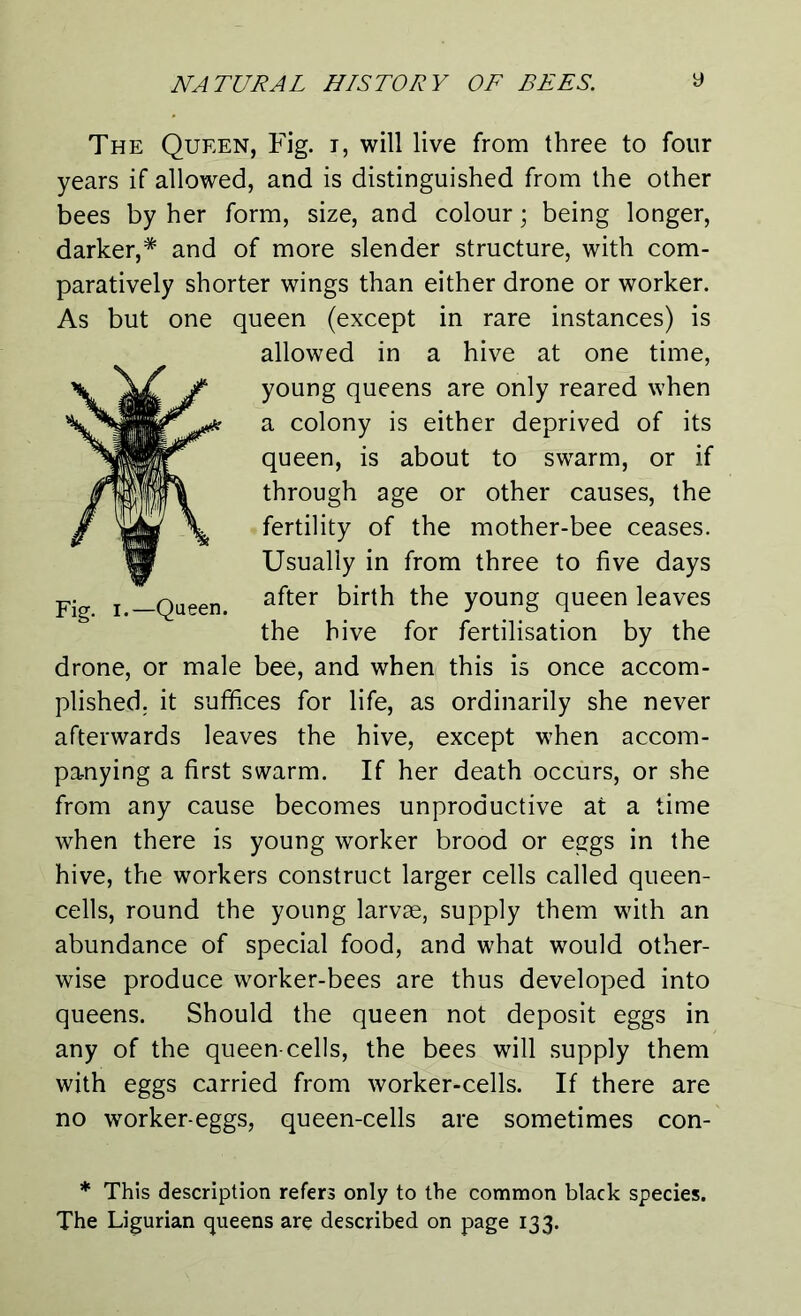 Queen. The Queen, Fig. i, will live from three to four years if allowed, and is distinguished from the other bees by her form, size, and colour; being longer, darker,* and of more slender structure, with com- paratively shorter wings than either drone or worker. As but one queen (except in rare instances) is allowed in a hive at one time, young queens are only reared when a colony is either deprived of its queen, is about to swarm, or if through age or other causes, the fertility of the mother-bee ceases. Usually in from three to five days after birth the young queen leaves the hive for fertilisation by the drone, or male bee, and when this is once accom- plished. it suffices for life, as ordinarily she never afterwards leaves the hive, except when accom- panying a first swarm. If her death occurs, or she from any cause becomes unproductive at a time when there is young worker brood or eggs in the hive, the workers construct larger cells called queen- cells, round the young larvae, supply them with an abundance of special food, and what would other- wise produce worker-bees are thus developed into queens. Should the queen not deposit eggs in any of the queen-cells, the bees will supply them with eggs carried from worker-cells. If there are no worker-eggs, queen-cells are sometimes con- * This description refers only to the common black species. The Ligurian queens are described on page 133.