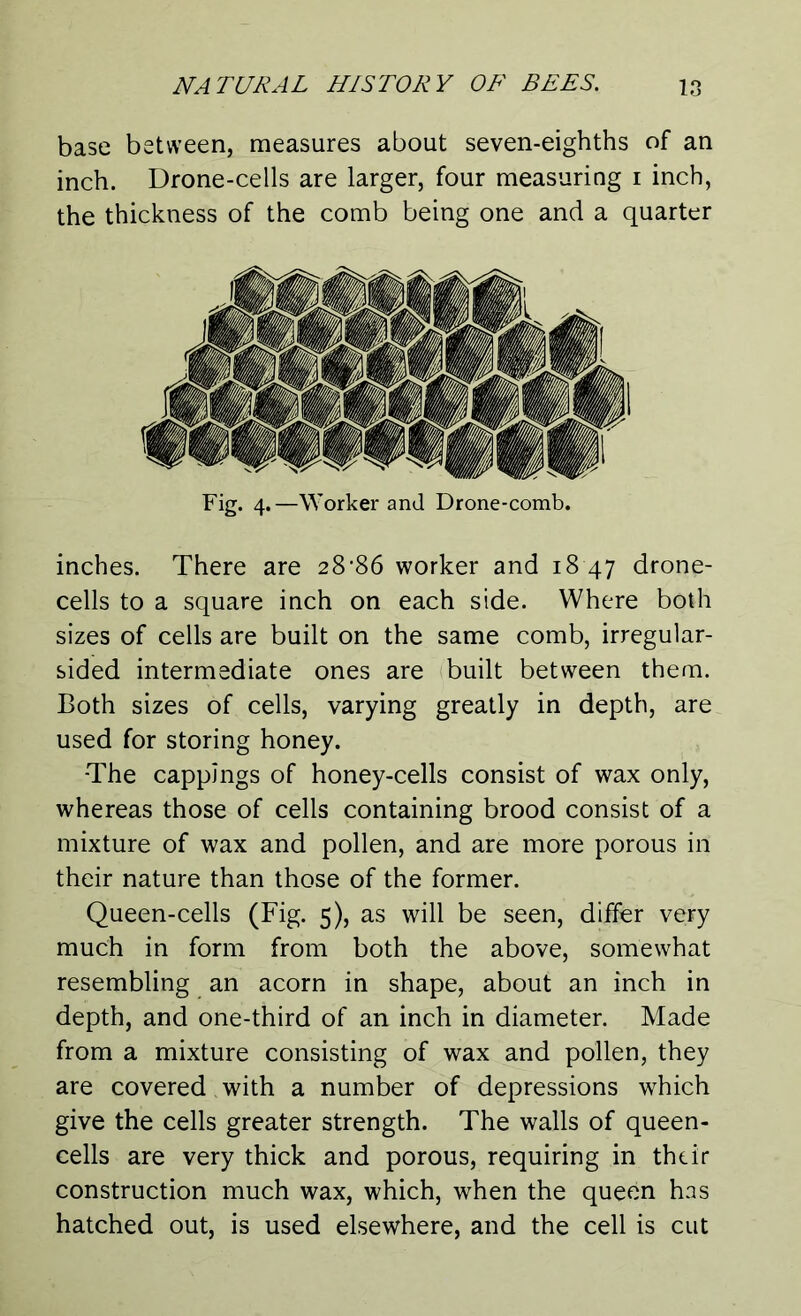 base between, measures about seven-eighths of an inch. Drone-cells are larger, four measuring i inch, the thickness of the comb being one and a quarter Fig. 4.—Worker and Drone-comb. inches. There are 28'86 worker and 18 47 drone- cells to a square inch on each side. Where both sizes of cells are built on the same comb, irregular- sided intermediate ones are built between them. Both sizes of cells, varying greatly in depth, are used for storing honey. -The cappings of honey-cells consist of wax only, whereas those of cells containing brood consist of a mixture of wax and pollen, and are more porous in their nature than those of the former. Queen-cells (Fig. 5), as will be seen, differ very much in form from both the above, somewhat resembling an acorn in shape, about an inch in depth, and one-third of an inch in diameter. Made from a mixture consisting of wax and pollen, they are covered with a number of depressions which give the cells greater strength. The walls of queen- cells are very thick and porous, requiring in their construction much wax, which, when the queen has hatched out, is used elsewhere, and the cell is cut