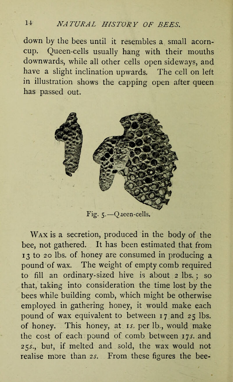 down by the bees until it resembles a small acorn- cup. Queen-cells usually hang with their mouths downwards, while all other cells open sideways, and have a slight inclination upwards. The cell on left in illustration shows the capping open after queen has passed out. Fig. 5.—Qaeen-cells. Wax is a secretion, produced in the body of the bee, not gathered. It has been estimated that from 13 to 20 lbs. of honey are consumed in producing a pound of wax. The weight of empty comb required to fill an ordinary-sized hive is about 2 lbs.; so that, taking into consideration the time lost by the bees while building comb, which might be otherwise employed in gathering honey, it would make each pound of wax equivalent to between 17 and 25 lbs. of honey. This honey, at is, per lb., would make the cost of each pound of comb between 17s. and 254., but, if melted and sold, the wax would not realise more than 2s. From these figures the bee-