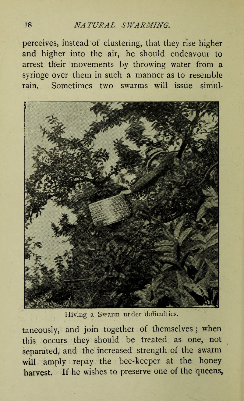 perceives, instead of clustering, that they rise higher and higher into the air, he should endeavour to arrest their movements by throwing water from a syringe over them in such a manner as to resemble rain. Sometimes two swarms will issue simul- Hivlng a Swarm under difficulties. taneously, and join together of themselves; when this occurs they should be treated as one, not separated, and the increased strength of the swarm will amply repay the bee-keeper at the honey harvest. If he wishes to preserve one of the queens,