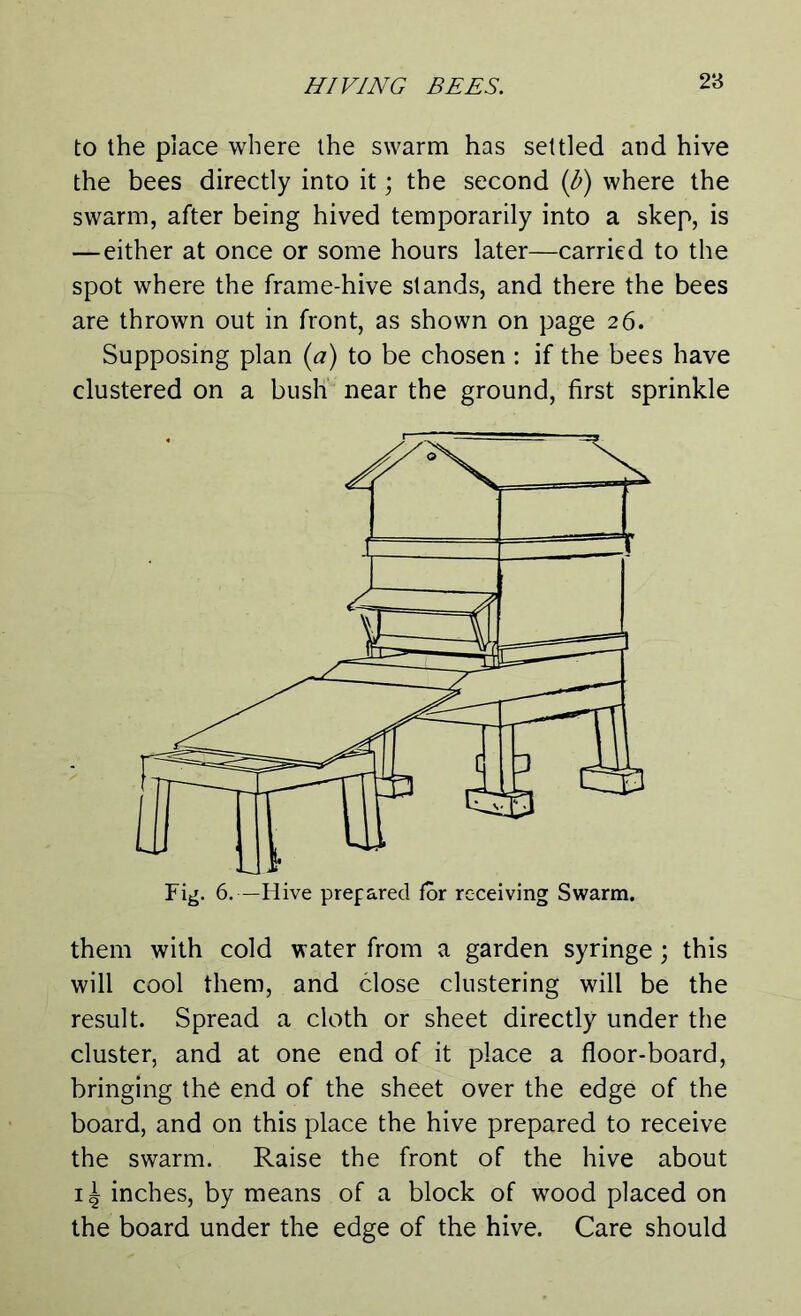 to the place where the swarm has settled and hive the bees directly into it; the second (b) where the swarm, after being hived temporarily into a skep, is —either at once or some hours later—carried to the spot where the frame-hive stands, and there the bees are thrown out in front, as shown on page 26. Supposing plan (a) to be chosen : if the bees have clustered on a bush near the ground, first sprinkle them with cold water from a garden syringe; this will cool them, and close clustering will be the result. Spread a cloth or sheet directly under the cluster, and at one end of it place a floor-board, bringing the end of the sheet over the edge of the board, and on this place the hive prepared to receive the swarm. Raise the front of the hive about 1J inches, by means of a block of wood placed on the board under the edge of the hive. Care should