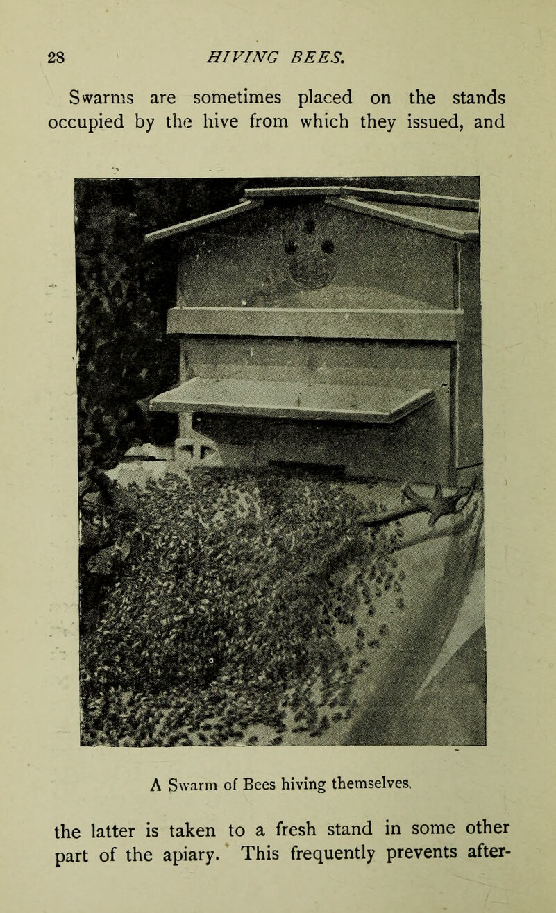 A Swarm of Bees hiving themselves. the latter is taken to a fresh stand in some other part of the apiary. This frequently prevents after- Swarms are sometimes placed on the stands occupied by the hive from which they issued, and