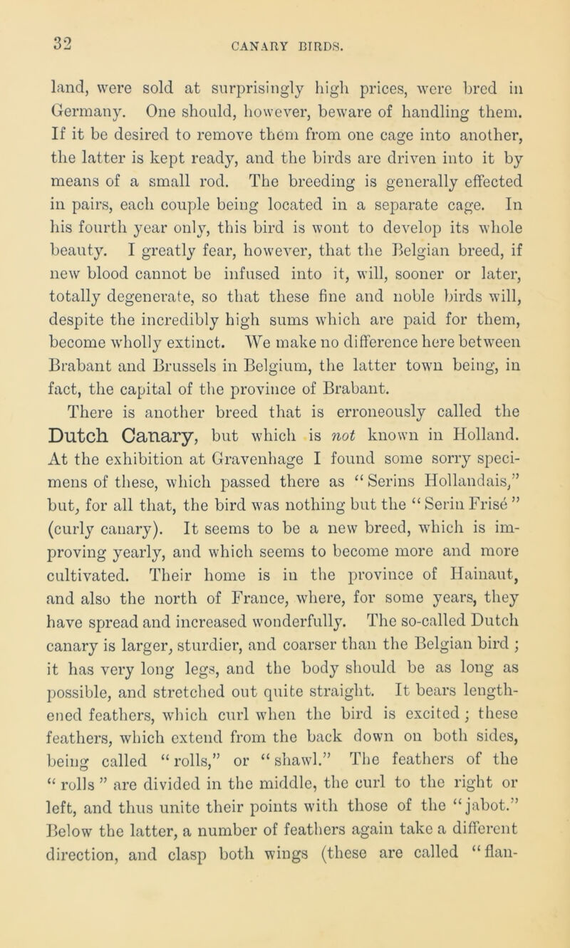 land, were sold at surprisingly high prices, were bred in Germany. One should, however, beware of handling them. If it be desired to remove them from one cage into another, the latter is kept ready, and the birds are driven into it by means of a small rod. The breeding is generally effected in pairs, each couple being located in a separate cage. In his fourth year only, this bird is wont to develop its whole beauty. I greatly fear, however, that the Belgian breed, if new blood cannot be infused into it, will, sooner or later, totally degenerate, so that these fine and noble birds will, despite the incredibly high sums which are paid for them, become wholly extinct. We make no difference here between Brabant and Brussels in Belgium, the latter town being, in fact, the capital of the province of Brabant. There is another breed that is erroneously called the Dutch Canary, but which is not known in Holland. At the exhibition at Gravenhage I found some sorry speci- mens of these, which passed there as “ Serins Hollandais,” but, for all that, the bird was nothing but the “ Serin Frise ” (curly canary). It seems to be a new breed, which is im- proving yearly, and which seems to become more and more cultivated. Their home is in the province of Hainaut, and also the north of France, where, for some years, they have spread and increased wonderfully. The so-called Dutch canary is larger, sturdier, and coarser than the Belgian bird ; it has very long legs, and the body should be as long as possible, and stretched out quite straight. It bears length- ened feathers, which curl when the bird is excited ; these feathers, which extend from the back down on both sides, being called “ rolls,” or “ shawl.” The feathers of the “ rolls ” are divided in the middle, the curl to the right or left, and thus unite their points with those of the “jabot.” Below the latter, a number of feathers again take a different direction, and clasp both wings (these are called “flan-