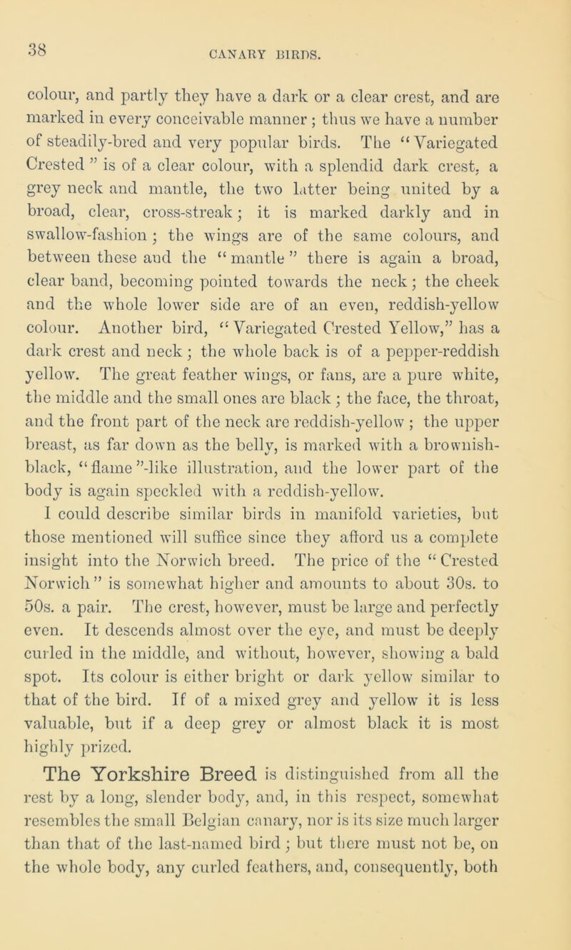 colour, and partly they have a dark or a clear crest, and are marked in every conceivable manner ; thus we have a number of steadily-bred and very popular birds. The “Variegated Crested ” is of a clear colour, with a splendid dark crest, a grey neck and mantle, the two Litter being united by a broad, clear, cross-streak; it is marked darkly and in swallow-fashion ; the wings are of the same colours, and between these and the “ mantle ” there is again a broad, clear band, becoming pointed towards the neck; the cheek and the whole lower side are of an even, reddish-yellow colour. Another bird, “ Variegated Crested Yellow,” has a dark crest and neck; the whole back is of a pepper-reddish yellow. The great feather wings, or fans, are a pure white, the middle and the small ones are black ; the face, the throat, and the front part of the neck are reddish-yellow ; the upper breast, as far down as the bellv, is marked with a brownish- black, “flame’’-like illustration, and the lower part of the body is again speckled with a reddish-yellow. 1 could describe similar birds in manifold varieties, but those mentioned will suffice since they afford us a complete insight into the Norwich breed. The price of the “ Crested Norwich” is somewhat higher and amounts to about 30s. to 50s. a pair. The crest, however, must be large and perfectly even. It descends almost over the eye, and must be deeply curled in the middle, and without, however, showing a bald spot. Its colour is either bright or dark yellow similar to that of the bird. If of a mixed grey and yellow it is less valuable, but if a deep grey or almost black it is most highly prized. The Yorkshire Breed is distinguished from all the rest by a long, slender body, and, in this respect, somewhat resembles the small Belgian canary, nor is its size much larger than that of the last-named bird ; but there must not be, on the whole body, any curled feathers, and, consequently, both