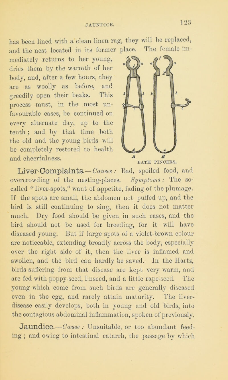 JAUNDICE. has been lined with a clean linen rag, they will be replaced, and the nest located in its former place. The female im- mediately returns to her young, dries them by the warmth of her body, and, after a few hours, they are as woolly as before, and greedily open their beaks. This process must, in the most un- favourable cases, be continued on every alternate day, up to the tenth ; and by that time both the old and the young birds will be completely restored to health and cheerfulness. BATH PINCERS. Liver-Complaints.— Causes : Bad, spoiled food, and overcrowding of the nesting-places. Syniy)toms : The so- called “liver-spots,” want of appetite, fading of the plumage. If the spots are small, the abdomen not puffed up, and the bird is still continuing to sing, then it does not matter much. Dry food should be given in such cases, and the bird should not be used for breeding, for it will have diseased young. But if large spots of a violet-brown colour are noticeable, extending broadly across the body, especially over the right side of it, then the liver is inflamed and swollen, and the bird can hardly be saved. In the Hartz, birds suffering from that disease are kept very warm, and are fed with poppy-seed, linseed, and a little rape-seed. The young which come from such birds are generally diseased even in the egg, and rarely attain maturity. The liver- disease easily develops, both in young and old birds, into the contagious abdominal inflammation, spoken of previously. Jaundice.—Cause : Unsuitable, or too abundant feed- ing; and owing to intestinal catarrh, the passage by which