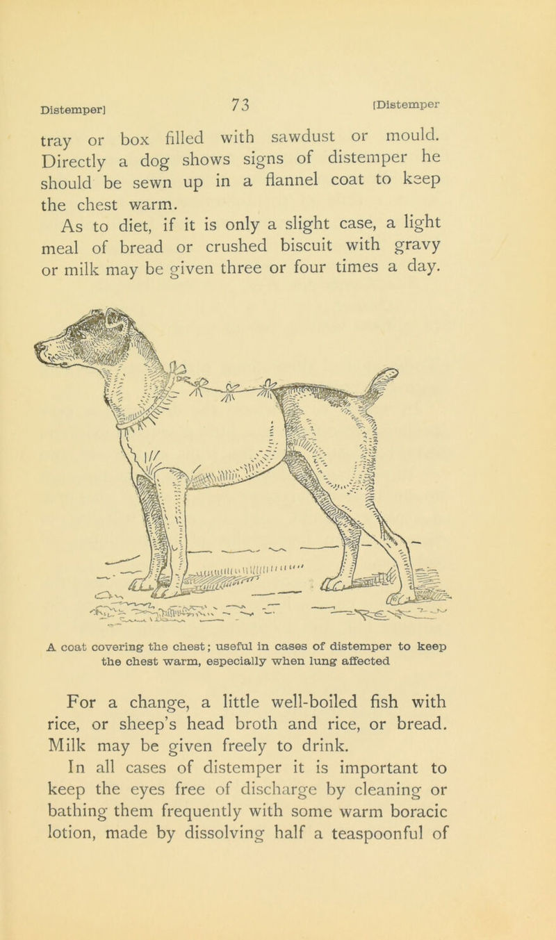 tray or box filled with sawdust or mould. Directly a dog shows signs of distemper he should be sewn up in a flannel coat to keep the chest warm. As to diet, if it is only a slight case, a light meal of bread or crushed biscuit with gravy or milk may be given three or four times a day. A coat covering the chest; useful in cases of distemper to keep the chest warm, especially when lung affected For a change, a little well-boiled fish with rice, or sheep’s head broth and rice, or bread. Milk may be given freely to drink. In all cases of distemper it is important to keep the eyes free of discharge by cleaning or bathing them frequently with some warm boracic lotion, made by dissolving half a teaspoonful of