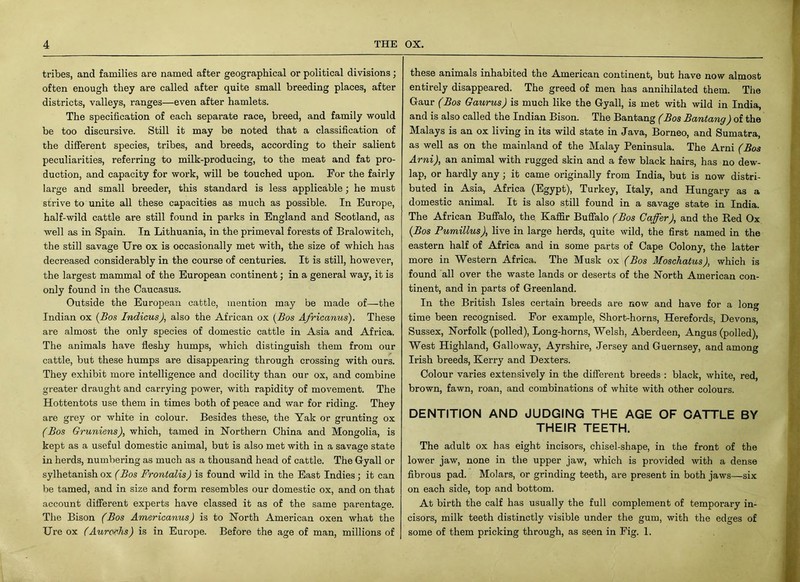 tribes, and families are named after geographical or political divisions; often enough they are called after quite small breeding places, after districts, valleys, ranges—even after hamlets. The specification of each separate race, breed, and family would be too discursive. Still it may be noted that a classification of the different species, tribes, and breeds, according to their salient peculiarities, referring to milk-producing, to the meat and fat pro- duction, and capacity for work, will be touched upon. For the fairly large and small breeder, this standard is less applicable; he must strive to unite all these capacities as much as possible. In Europe, half-wild cattle are still found in parks in England and Scotland, as well as in Spain. In Lithuania, in the primeval forests of Bralowitch, the still savage Ure ox is occasionally met with, the size of which has decreased considerably in the course of centuries. It is still, however, the largest mammal of the European continent; in a general way, it is only found in the Caucasus. Outside the European cattle, mention may be made of—the Indian ox (Bos Indicus), also the African ox (Bos Africanus). These are almost the only species of domestic cattle in Asia and Africa. The animals have fleshy humps, which distinguish them from our cattle, but these humps are disappearing through crossing with ours. They exhibit more intelligence and docility than our ox, and combine greater draught and carrying power, with rapidity of movement. The Hottentots use them in times both of peace and war for riding. They are grey or white in colour. Besides these, the Yak or grunting ox (Bos Gruniens), which, tamed in Northern China and Mongolia, is kept as a useful domestic animal, but is also met with in a savage state in herds, numbering as much as a thousand head of cattle. The Gyall or sylhetanish ox (Bos Frontalis) is found wild in the East Indies ; it can be tamed, and in size and form resembles our domestic ox, and on that account different experts have classed it as of the same parentage. The Bison (Bos Americanus) is to North American oxen what the Ure ox (Aurochs) is in Europe. Before the age of man, millions of these animals inhabited the American continent, but have now almost entirely disappeared. The greed of men has annihilated them. The Gaur (Bos Gaurus) is much like the Gyall, is met with wild in India, and is also called the Indian Bison. The Bantang (Bos Bantang) of the Malays is an ox living in its wild state in Java, Borneo, and Sumatra, as well as on the mainland of the Malay Peninsula. The Arni (Bos Ami), an animal with rugged skin and a few black hairs, has no dew- lap, or hardly any; it came originally from India, but is now distri- buted in Asia, Africa (Egypt), Turkey, Italy, and Hungary as a domestic animal. It is also still found in a savage state in India. The African Buffalo, the Kaffir Buffalo (Bos Caffer), and the Red Ox (Bos Pumillus), live in large herds, quite wild, the first named in the eastern half of Africa and in some parts of Cape Colony, the latter more in Western Africa. The Musk ox (Bos Moschatus), which is found all over the waste lands or deserts of the North American con- tinent, and in parts of Greenland. In the British Isles certain breeds are now and have for a long time been recognised. For example, Short-horns, Herefords, Devons, Sussex, Norfolk (polled), Long-horns, Welsh, Aberdeen, Angus (polled), West Highland, Galloway, Ayrshire, Jersey and Guernsey, and among Irish breeds, Kerry and Dexters. Colour varies extensively in the different breeds : black, white, red, brown, fawn, roan, and combinations of white with other colours. DENTITION AND JUDGING THE AGE OF CATTLE BY THEIR TEETH. The adult ox has eight incisors, chisel-shape, in the front of the lower jaw, none in the upper jaw, which is provided with a dense fibrous pad. Molars, or grinding teeth, are present in both jaws—six on each side, top and bottom. At birth the calf has usually the full complement of temporary in- cisors, milk teeth distinctly visible under the gum, with the edges of some of them pricking through, as seen in Fig. 1.