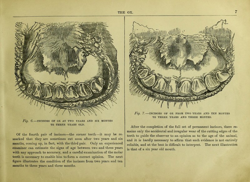 Fig. 6.—INCISORS OF OX AT TWO YEARS AND SIX MONTHS TO THREE YEARS OLD. Of the fourth pair of incisors—the corner teeth—it may be re- marked that they are sometimes cut soon after two years and six months, coming up, in fact, with the third pair. Only an experienced examiner can estimate the signs of age between two and three years with any approach to accuracy, and a careful examination of the molar teeth is necessary to enable him to form a correct opinion. The next figure illustrates the condition of the incisors from two years and ten months to three years and three months. Fig. 7.—incisors of ox from two years and ten months TO THREE YEARS AND THREE MONTHS. After the completion of the full set of permanent incisors, there re- mains only the accidental and irregular wear of the cutting edges of the teeth to guide the observer to an opinion as to the age of the animal, and it is hardly necessary to affirm that such evidence is not entirely reliable, and at the best is difficult to interpret. The next illustration is that of a six year old mouth.