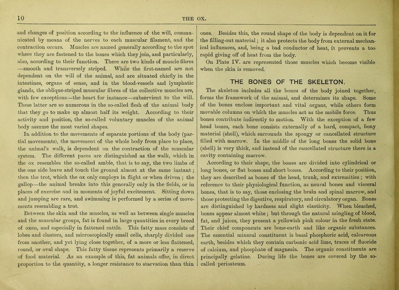 and changes of position according to the influence of the will, commu- nicated by means of the nerves to each muscular filament, and the contraction occurs. Muscles are named generally according to the spot where they are fastened to the bones which they join, and particularly, also, according to their function. There are two kinds of muscle fibres -—smooth and transversely striped. While the first-named are not dependent on the will of the animal, and are situated chiefly in the intestines, organs of sense, and in the blood-vessels and lymphatic glands, the oblique-striped muscular fibres of the collective muscles are, with few exceptions—the heart for instance—subservient to the will. These latter are so numerous in the so-called flesh of the animal body that they go to make up almost half its weight. According to their activity and position, the so-called voluntary muscles of the animal body assume the most varied shapes. In addition to the movements of separate portions of the body (par- tial movements), the movement of the whole body from place to place, the animal’s walk, is dependent on the contraction of the muscular system. The different paces are distinguished as the walk, which in the ox resembles the so-called amble, that is to say, the two limbs of the one side leave and touch the ground almost at the same instant; then the trot, which the ox only employs in flight or when driven ; the gallop—the animal breaks into this generally only in the fields, or in places of exercise and in moments of joyful excitement. Sitting down and jumping are rare, and swimming is performed by a series of move- ments resembling a trot. Between the skin and the muscles, as well as between single muscles and the muscular groups, fat is found in large quantities in every breed of oxen, and especially in fattened cattle. This fatty mass consists of lobes and clusters, and microscopically small cells, sharply divided one from another, and yet lying close together, of a more or less flattened, round, or oval shape. This fatty tissue represents primarily a reserve of food material. As an example of this, fat animals offer, in direct proportion to tlie quantity, a longer resistance to starvation than thin ones. Besides this, the round shape of the body is dependent on it for the filling-out material; it also protects the body from external mechan- ical influences, and, being a bad conductor of heat, it prevents a too rapid giving off of heat from the body. On Plate IV. are represented those muscles which become visible when the skin is removed. THE BONES OF THE SKELETON. The skeleton includes all the bones of the body joined together, forms the framework of the animal, and determines its shape. Some of the bones enclose important and vital organs, while others form movable columns on which the muscles act as the mobile force. Thus bones contribute indirectly to motion. With the exception of a few head bones, each bone consists externally of a hard, compact, bony material (shell), which surrounds the spongy or cancellated structure filled with marrow. In the middle of the long bones the solid bone (shell) is very thick, and instead of the cancellated structure there is a cavity containing marrow. According to their shape, the bones are divided into cylindrical or long bones, or flat bones and short bones. According to their position, they are described as bones of the head, trunk, and extremities ; with reference to their physiological function, as neural bones and visceral bones, that is to say, those enclosing the brain and spinal marrow, and those protecting the digestive, respiratory, and circulatory organ. Bones are distinguished by hardness and slight elasticity. When bleached, bones appear almost white; but through the natural mingling of blood, fat, and juices, they present a yellowish pink colour in the fresh state. Their chief components are bone-earth and like organic substances. The essential mineral constituent is basal phosphoric acid, calcareous earth, besides which they contain carbonic acid lime, traces of fluoride of calcium, and phosphate of magnesia. The organic constituents are principally gelatine. During life the bones are covered by the so- called periosteum.