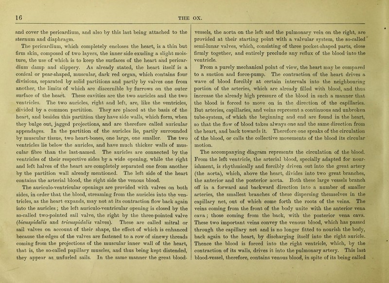 and cover the pericardium, and also by this last being attached to the sternum and diaphragm. The pericardium, which completely encloses the heart, is a thin but firm skin, composed of two layers, the inner side exuding a slight mois- ture, the use of which is to keep the surfaces of the heart and pericar- dium damp and slippery. As already stated, the heart itself is a conical or pear-shaped, muscular, dark red organ, which contains four divisions, separated by solid partitions and partly by valves one from another, the limits of which are discernible by furrows on the outer surface of the heart. These cavities are the two auricles and the two ventricles. The two auricles, right and left, are, like the ventricles, divided by a common partition. They are placed at the basis of the heart, and besides this partition they have side walls, which form, when they bulge out, jagged projections, and are therefore called auricular appendages. In the partition of the auricles lie, partly surrounded by muscular tissue, two heart-bones, one large, one smaller. The two ventricles lie below the auricles, and have much thicker walls of mus- cular fibre than the last-named. The auricles are connected by the ventricles of their respective sides by a wide opening, while the right and left halves of the heart are completely separated one from another by the partition wall already mentioned. The left side of the heart contains the arterial blood, the right side the venous blood. The auriculo-ventricular openings are provided Avith valves on both sides, in order that the blood, streaming from the auricles into the ven- tricles, as the heart expands, may not at its contraction flow back again into the auricles; the left auriculo-ventricular opening is closed by the so-called two-pointed sail valve, the right by the three-pointed valve (bicuspidalis and tricuspidalis valves). These are called mitral or sail valves on account of their shape, the effect of Avhich is enhanced because the edges of the valves are fastened to a row of sinewy threads coming from the projections of the muscular inner wall of the heart, that is, the so-called papillary muscles, and thus being kept distended, they appear as unfurled sails. In the same manner the great blood- vessels, the aorta on the left and the pulmonary vein on the right, are provided at their starting point with a valvular system, the so-called semi-lunar valves, Avhich, consisting of three pocket-shaped parts, close firmly together, and entirely preclude any reflux of the blood into the ventricle. From a purely mechanical point of vieAv, the heart may be compared to a suction and force-pump. The contraction of the heart drives a Avave of blood forcibly at certain intervals into the neighbouring portion of the arteries, which are already filled with blood, and thus increase the already high pressure of the blood in such a manner that the blood is forced to move on in the direction of the capillaries. But arteries, capillaries, and veins represent a continuous and unbroken tube-system, of which the beginning and end are found in the heart, so that the flow of blood takes always one and the same direction from the heart, and back towards it. Therefore one speaks of the circulation of the blood, or calls the collective movements of the blood its circular motion. The accompanying diagram represents the circulation of the blood. From the left ventricle, the arterial blood, specially adapted for nour- ishment, is rhythmically and forcibly driven out into the great artery (the aorta), which, above the heart, divides into two great branches, the anterior and the posterior aorta. Both these large vessels branch off in a fonvard and backward direction into a number of smaller arteries, the smallest branches of these dispersing themselves in the capillary net, out of Avhich come forth the roots of the Amins. The veins coming from the front of the body unite with the anterior vena cava; those coming from the back, Avith the posterior vena cava. These tAvo important A'eins convey the venous blood, which has passed through the capillary net and is no longer fitted to nourish the body, back again to the heart, by discharging itself into the right auricle. Thence the blood is forced into the right ventricle, which, by the contraction of its walls, drives it into the pulmonary artery. This last blood-vessel, therefore, contains venous blood, in spite of its being called