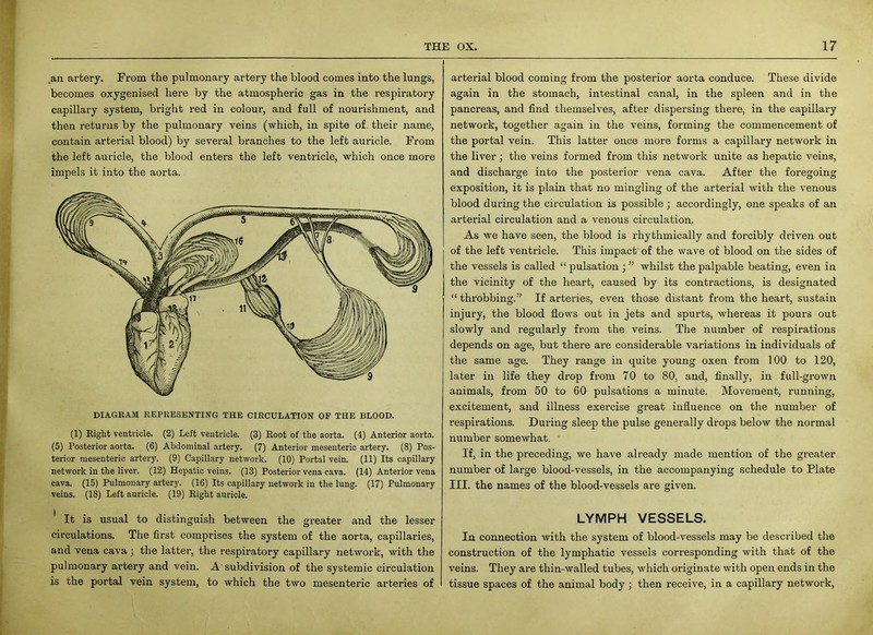 an artery. From the pulmonary artery the blood comes into the lungs, becomes oxygenised here by the atmospheric gas in the respiratory capillary system, bright red in colour, and full of nourishment, and then returns by the pulmonary veins (which, in spite of. their name, contain arterial blood) by several branches to the left auricle. From the left auricle, the blood enters the left ventricle, which once more impels it into the aorta. DIAGRAM REPRESENTING THE CIRCULATION OF THE BLOOD. (1) Right ventricle. (2) Left ventricle. (3) Root of the aorta. (4) Anterior aorta. (5) Posterior aorta. (6) Abdominal artery. (7) Anterior mesenteric artery. (8) Pos- terior mesenteric artery. (9) Capillary network. (10) Portal vein. (11) Its capillary network in the liver. (12) Hepatic veins. (13) Posterior vena cava. (14) Anterior vena cava. (15) Pulmonary artery. (16) Its capillary network in the lung. (17) Pulmonary veins. (18) Left auricle. (19) Right auricle. * It is usual to distinguish between the greater and the lesser circulations. The first comprises the system of the aorta, capillaries, and vena cava j the latter, the respiratory capillary network, with the pulmonary artery and vein. A subdivision of the systemic circulation is the portal vein system, to which the two mesenteric arteries of OX. 17 arterial blood coming from the posterior aorta conduce. These divide again in the stomach, intestinal canal, in the spleen and in the pancreas, and find themselves, after dispersing there, in the capillary network, together again in the veins, forming the commencement of the portal vein. This latter once more forms a capillary network in the liver; the veins formed from this network unite as hepatic veins, and discharge into the posterior vena cava. After the foregoing exposition, it is plain that no mingling of the arterial with the venous blood during the circulation is possible ; accordingly, one speaks of an arterial circulation and a venous circulation. As we have seen, the blood is rhythmically and forcibly driven out of the left ventricle. This impact of the wave of blood on the sides of the vessels is called “ pulsation ; ” whilst the palpable beating, even in the vicinity of the heart, caused by its contractions, is designated “ throbbing.” If arteries, even those distant from the heart, sustain injury, the blood flows out in jets and spurts, whereas it pours out slowly and regularly from the veins. The number of respirations depends on age, but there are considerable variations in individuals of the same age. They range in quite young oxen from 100 to 120, later in life they drop from 70 to 80, and, finally, in full-grown animals, from 50 to 60 pulsations a minute. Movement, running, excitement, and illness exercise great influence on the number of respirations. During sleep the pulse generally drops below the normal number somewhat. If, in the preceding, we have already made mention of the greater number of large blood-vessels, in the accompanying schedule to Plate III. the names of the blood-vessels are given. LYMPH VESSELS. In connection with the system of blood-vessels may be described the construction of the lymphatic vessels corresponding with that of the veins. They are thin-walled tubes, which originate with open ends in the tissue spaces of the animal body ; then receive, in a capillary network,