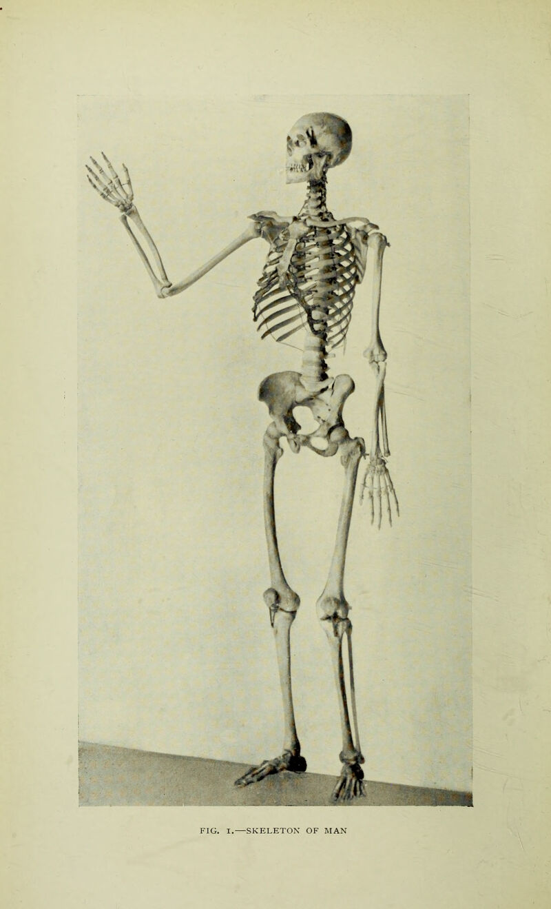 FIG. I.—SKELETON OF MAN