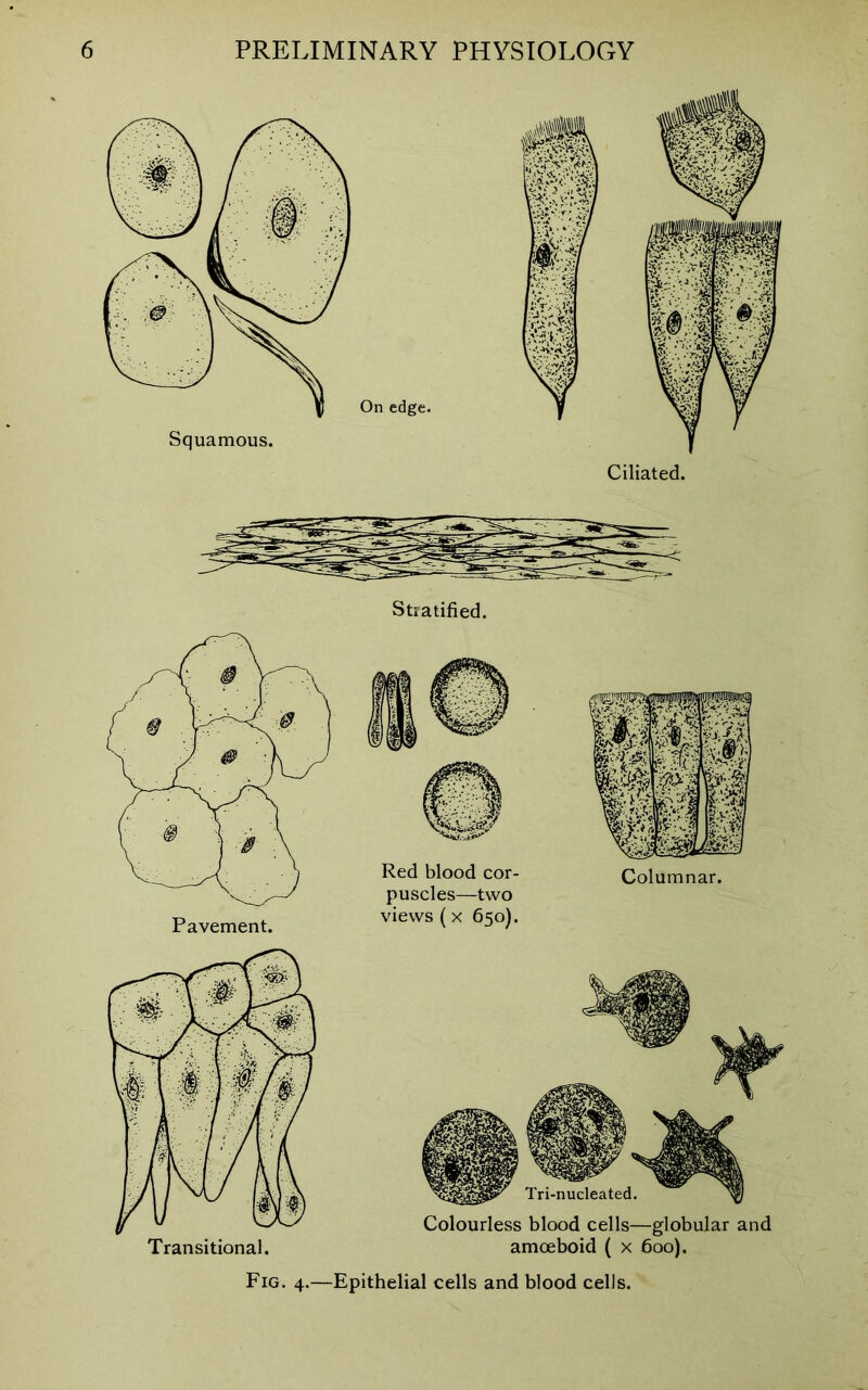 Stratified. Columnar. Colourless blood cells—globular and amoeboid ( x 600). Fig. 4.—Epithelial cells and blood cells.