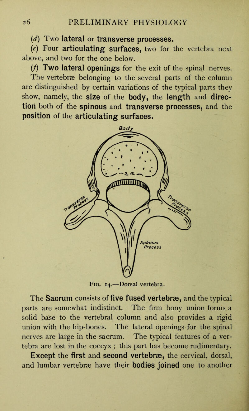 (d) Two lateral or transverse processes. (e) Four articulating surfaces, two for the vertebra next above, and two for the one below. (f) Two lateral openings for the exit of the spinal nerves. The vertebrae belonging to the several parts of the column are distinguished by certain variations of the typical parts they show, namely, the size of the body, the length and direc- tion both of the spinous and transverse processes, and the position of the articulating surfaces. Body The Sacrum consists of five fused vertebrae, and the typical parts are somewhat indistinct. The firm bony union forms a solid base to the vertebral column and also provides a rigid union with the hip-bones. The lateral openings for the spinal nerves are large in the sacrum. The typical features of a ver- tebra are lost in the coccyx ; this part has become rudimentary. Except the first and second vertebrae, the cervical, dorsal, and lumbar vertebrae have their bodies joined one to another