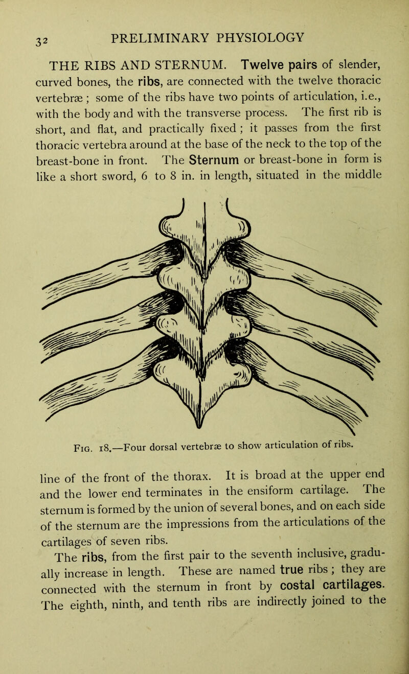 THE RIBS AND STERNUM. Twelve pairs of slender, curved bones, the ribs, are connected with the twelve thoracic vertebrae ; some of the ribs have two points of articulation, i.e., with the body and with the transverse process. The first rib is short, and flat, and practically fixed ; it passes from the first thoracic vertebra around at the base of the neck to the top of the breast-bone in front. The Sternum or breast-bone in form is like a short sword, 6 to 8 in. in length, situated in the middle line of the front of the thorax. It is broad at the upper end and the lower end terminates in the ensiform cartilage. The sternum is formed by the union of several bones, and on each side of the sternum are the impressions from the articulations of the cartilages of seven ribs. The ribs, from the first pair to the seventh inclusive, gradu- ally increase in length. These are named true ribs ; they are connected with the sternum in front by costal cartilages. The eighth, ninth, and tenth ribs are indirectly joined to the