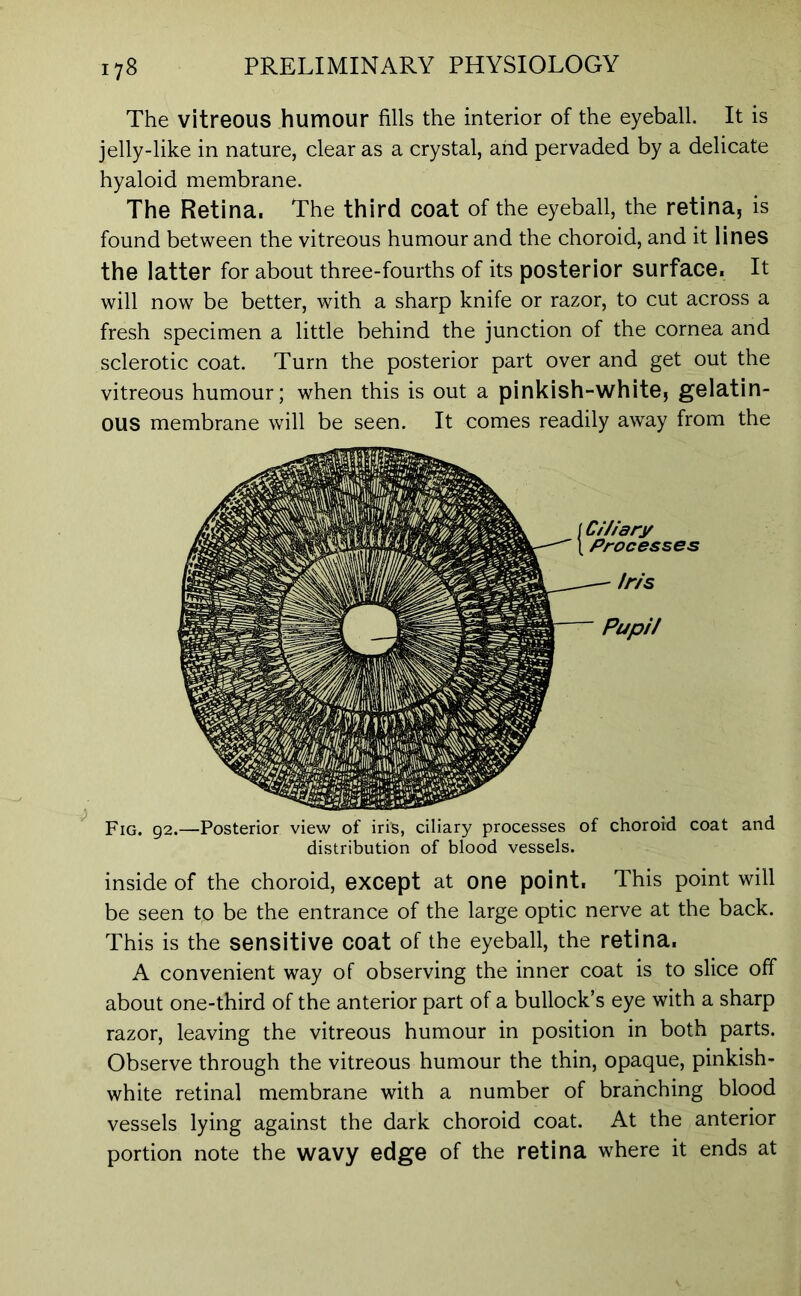 The vitreous humour fills the interior of the eyeball. It is jelly-like in nature, clear as a crystal, and pervaded by a delicate hyaloid membrane. The Retina. The third coat of the eyeball, the retina, is found between the vitreous humour and the choroid, and it lines the latter for about three-fourths of its posterior surface. It will now be better, with a sharp knife or razor, to cut across a fresh specimen a little behind the junction of the cornea and sclerotic coat. Turn the posterior part over and get out the vitreous humour; when this is out a pinkish-white, gelatin- ous membrane will be seen. It comes readily away from the Ciliary Processes Iris Pupil Fig. 92.—Posterior view of irife, ciliary processes of choroid coat and distribution of blood vessels. inside of the choroid, except at one point. This point will be seen to be the entrance of the large optic nerve at the back. This is the sensitive coat of the eyeball, the retina. A convenient way of observing the inner coat is to slice off about one-third of the anterior part of a bullock’s eye with a sharp razor, leaving the vitreous humour in position in both parts. Observe through the vitreous humour the thin, opaque, pinkish- white retinal membrane with a number of branching blood vessels lying against the dark choroid coat. At the anterior portion note the wavy edge of the retina where it ends at