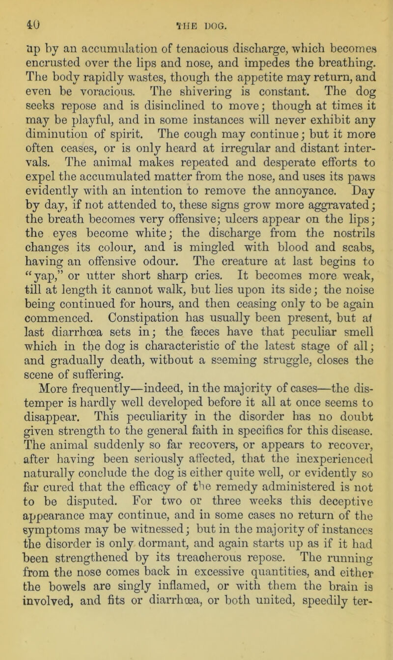 'ap by an accumulation of tenacious discharge, which becomes encrusted over the lips and nose, and impedes the breathing. The body rapidly wastes, though the appetite may return, and even be voracious. The shivering is constant. The dog seeks repose and is disinclined to move; though at times it may be playful, and in some instances will never exhibit any diminution of spirit. The cough may continue; but it more often ceases, or is only heard at irregular and distant inter- vals. The animal makes repeated and desperate efforts to expel the accumulated matter from the nose, and uses its paws evidently with an intention to remove the annoyance. Day by day, if not attended to, these signs grow more aggravated; the breath becomes very offensive; ulcers appear on the lips; the eyes become white; the discharge from the nostrils changes its colour, and is mingled with blood and scabs, having an offensive odour. The creature at last begins to “yap,” or utter short sharp cries. It becomes more weak, till at length it cannot walk, but lies upon its side; the noise being continued for hours, and then ceasing only to be again commenced. Constipation has usually been present, but a< last diarrhoea sets in; the faeces have that peculiar smell which in the dog is characteristic of the latest stage of all; and gradually death, without a seeming struggle, closes the scene of suffering. More frequently—indeed, in the majority of cases—the dis- temper is hardly well developed before it all at once seems to disappear. This peculiarity in the disorder has no doubt given strength to the general faith in specifics for this disease. The animal suddenly so far recovers, or appears to recover, after having been seriously affected, that the inexperienced naturally conclude the dog is either quite well, or evidently so far cured that the efficacy of the remedy administered is not to be disputed. For two or three weeks this deceptive appearance may continue, and in some cases no return of the symptoms may be witnessed; but in the majority of instances the disorder is only dormant, and again starts up as if it had been strengthened by its treacherous repose. The running from the nose comes back in excessive quantities, and either the bowels are singly inflamed, or with them the brain is involved, and fits or diarrhoea, or both united, speedily ter-