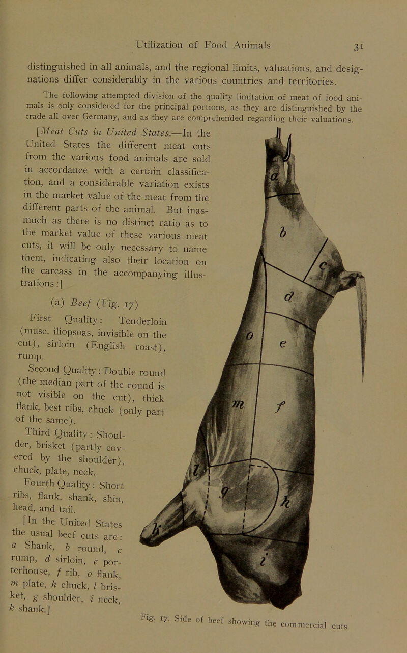 distinguished in all animals, and the regional limits, valuations, and desig- nations differ considerably in the various countries and territories. The following attempted division of the quality limitation of meat of food ani- mals is only considered for the principal portions, as they are distinguished by the trade all over Germany, and as they are comprehended regarding their valuations. (a) Beef (Fig. 17) hirst Quality: Tenderloin (muse, iliopsoas, invisible on the cut), sirloin (English roast), rump. Second Quality : Double round (the median part of the round is not visible on the cut), thick flank, best ribs, chuck (only part of the same). Third Quality: Shoul- der, brisket (partly cov- ered by the shoulder), chuck, plate, neck. Fourth Quality: Short ribs, flank, shank, shin, head, and tail. [Tn the United States the usual beef cuts are: a Shank, b round, c rump, d sirloin, por- terhouse, f ffb, 0 flank, m P^te, h chuck, / bris- ket, g shoulder, i neck, k shank.] Flg‘ 17' S‘de of beef showing the commerce [Meat Cuts in United States.—In the United States the different meat cuts from the various food animals are sold in accordance with a certain classifica- tion, and a considerable variation exists in the market value of the meat from the different parts of the animal. But inas- much as there is no distinct ratio as to the market value of these various meat cuts, it will be only necessary to name them, indicating also their location on the carcass in the accompanying illus- trations :]