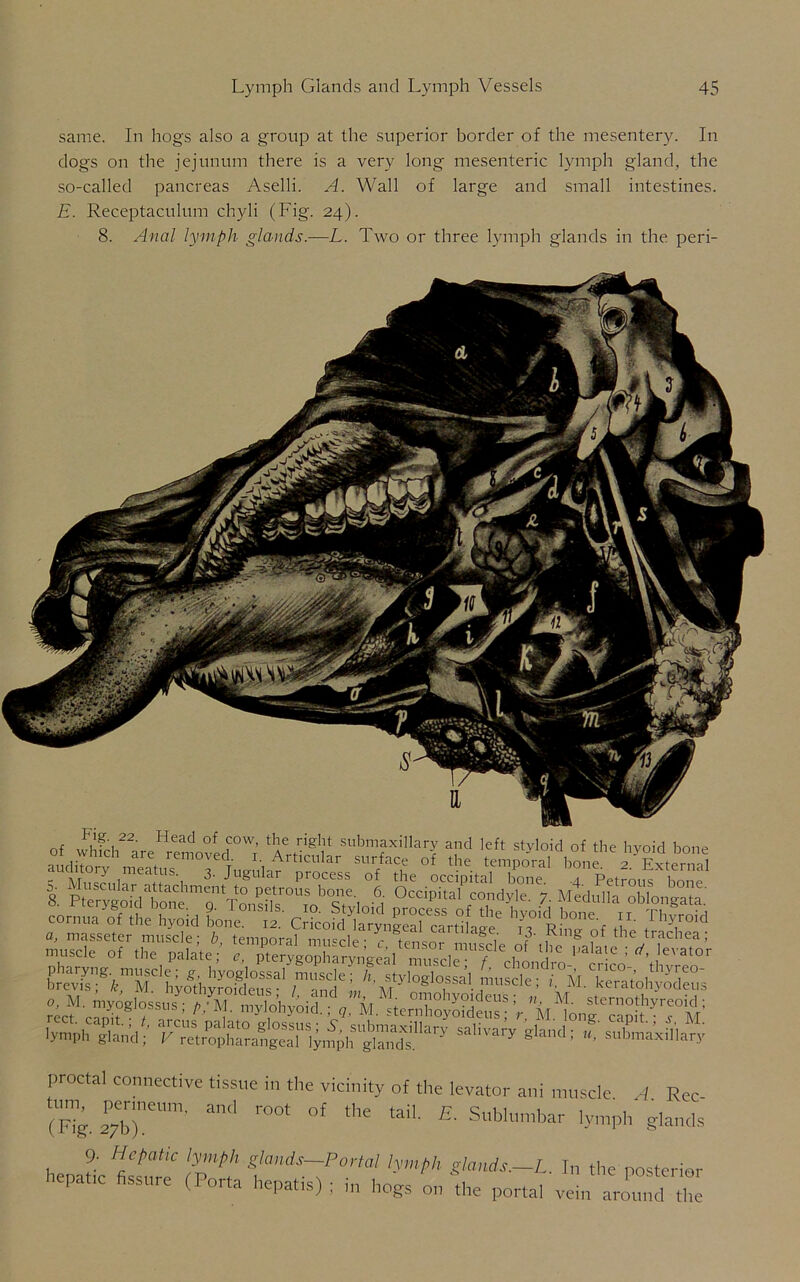 same. In hogs also a group at the superior border of the mesentery. In dogs on the jejunum there is a very long mesenteric lymph gland, the so-called pancreas Aselli. A. Wall of large and small intestines. E. Receptaculum chyli (Fig. 24). 8. Anal lymph glands.—L. Two or three lymph glands in the peri- of whfch22areHremo?fedCOW; SubmfxiIlar>' aJld left styloid of the hyoid bon anditnrv T I,Artlcular surface of the temporal bone. ? Extern' = LaVC^eraVo,,yVllu LLSe'rilS: A'*i' n,A'v’M-' «• M. SteXydde™V*M Lf » ** -LXLfflan proctal connective tissue in the vicinity of the levator ani muscle. %?’ pe™eum> an(1 root of the tail. £. Sublumbar lymph A. Rec- glands hepatic 'llsure S'^-L. In the posterior hepatic fissure (Porta hepat.s) ; m hogs on the portal vein around the