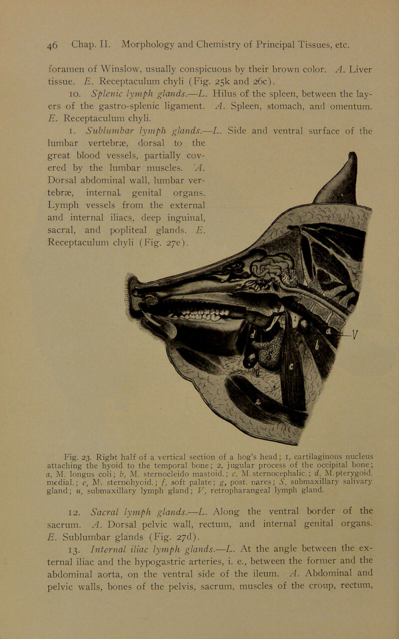 foramen of Winslow, usually conspicuous by their brown color. A. Liver tissue. E. Receptaculum chyli (Fig. 25k and 26c). 10. Splenic lymph glands.—L. Hilus of the spleen, between the lay- ers of the gastro-splenic ligament. A. Spleen, stomach, and omentum. E. Receptaculum chyli. 1. Suhlumhar lymph glands.—L. Side and ventral surface of the lumbar vertebrae, dorsal to the great blood vessels, partially cov- ered by the lumbar muscles. 'A. Dorsal abdominal wall, lumbar ver- tebrae, internal genital organs. Lymph vessels from the external and internal iliacs, deep inguinal, sacral, and popliteal glands. E. Receptaculum chyli ( Fig. 27c). Fig. 23. Right half of a vertical section of a hog’s head; 1, cartilaginous nucleus attaching the hyoid to the temporal bone; 2, jugular process of the occipital bone; a, M. longus coli; b, M. sternocleido mastoid.; c, M. sternocephalic.; d. M. pterygoid, medial.; c, A'l. sternohyoid.; f, soft palate; g, post, nares; 5, submaxillary salivary gland; u, submaxillary lymph gland; V, retropharangcal lymph gland. 12. Sacral lymph glands.—L. Along the ventral border of the sacrum. A. Dorsal pelvic wall, rectum, and internal genital organs. E. Sublumbar glands (Fig. 27d). 13. Internal iliac lymph glands.—L. At the angle between the ex- ternal iliac and the hypogastric arteries, i. e., between the former and the abdominal aorta, on the ventral side of the ileum. A. Abdominal and pelvic walls, bones of the pelvis, sacrum, muscles of the croup, rectum,