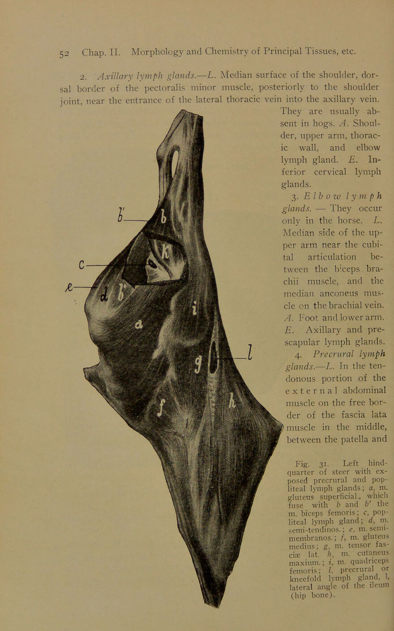 2. Axillary lymph glands.—L. Median surface of the shoulder, dor- sal border of the pectoralis minor muscle, posteriorly to the shoulder joint, near the entrance of the lateral thoracic vein into the axillary vein. They are usually ab- sent in hogs. A. Shoul- der, upper arm, thorac- ic wall, and elbow lymph gland. E. In- ferior cervical lymph glands. 3. E l b 0 tv l y m p h glands. — They occur only in the horse. L. Median side of the up- per arm near the cubi- tal articulation be- tween the biceps bra- chii muscle, and the median anconeus mus- cle on the brachial vein, A. Foot and lower arm. E. Axillary and pre- scapular lymph glands. 4. Precrural lymph glands.—L. In the ten- donous portion of the external abdominal muscle on the free bor- der of the fascia lata muscle in the middle, between the patella and Fig. 31. Left hind- quarter of steer with ex- posed precrural and pop- liteal lymph glands; a, m. gluteus superficial., which fuse with b and b' the m. biceps femoris; c, pop- liteal lymph gland; d, in. semi-tendinos.; e, m. semi- membranos.; f, m. gluteus medius; g. m. tensor fas- cia: lat. h, m. cutaneus maxium.; i. m. quadriceps femoris; /. precrural or kneefold lymph gland, 1, lateral angle of the ileum (hip bone).