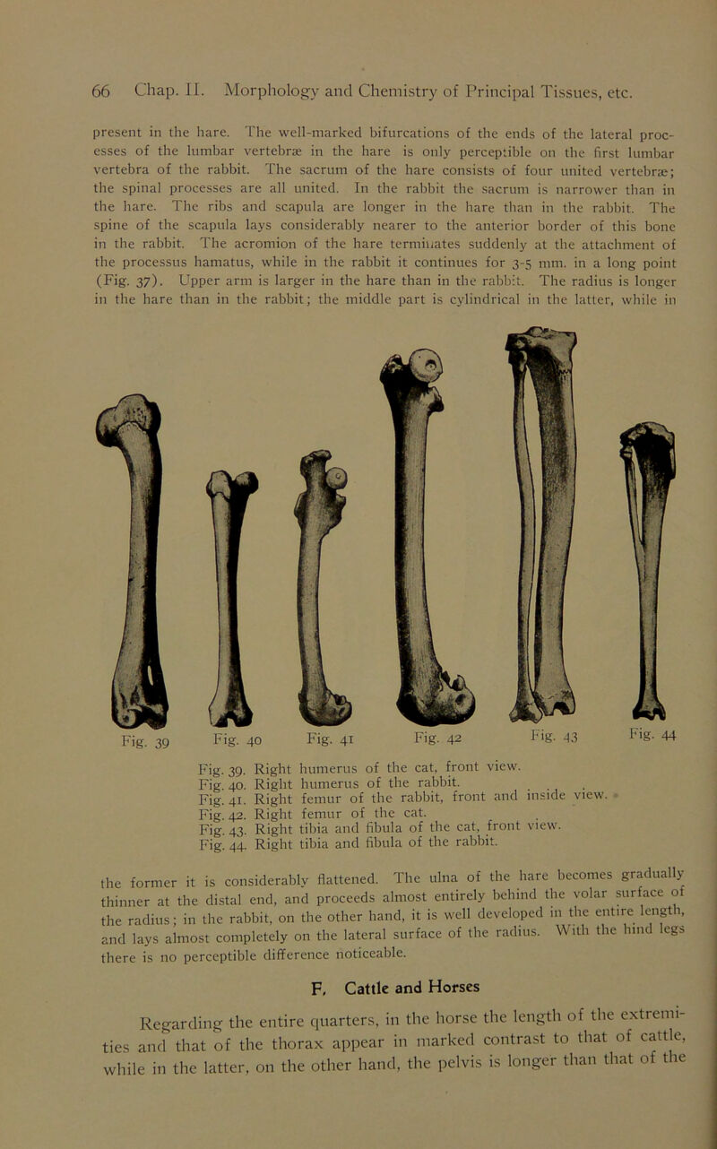 present in the hare. The well-marked bifurcations of the ends of the lateral proc- esses of the lumbar vertebras in the hare is only perceptible on the first lumbar vertebra of the rabbit. The sacrum of the hare consists of four united vertebrae; the spinal processes are all united. In the rabbit the sacrum is narrower than in the hare. The ribs and scapula are longer in the hare than in the rabbit. The spine of the scapula lays considerably nearer to the anterior border of this bone in the rabbit. The acromion of the hare terminates suddenly at the attachment of the processus hamatus, while in the rabbit it continues for 3-5 mm. in a long point (Fig. 37). Upper arm is larger in the hare than in the rabbit. The radius is longer in the hare than in the rabbit; the middle part is cylindrical in the latter, while in Fig. 39. Right humerus of the cat, front view. Fig. 40. Right humerus of the rabbit. Fig. 41. Right femur of the rabbit, front and inside view. Fig. 42. Right femur of the cat. Fig. 43. Right tibia and fibula of the cat, front view. Fig. 44. Right tibia and fibula of the rabbit. the former it is considerably flattened. The ulna of the hare becomes gradually thinner at the distal end, and proceeds almost entirely behind the volar surface ot the radius; in the rabbit, on the other hand, it is well developed 111 the entire length, and lays almost completely on the lateral surface of the radius. With the hind legs there is no perceptible difference noticeable. F, Cattle and Horses Regarding the entire quarters, in the horse the length of the e\tt enti- ties and that of the thorax appear in marked contrast to that of cattle, while in the latter, on the other hand, the pelvis is longer than that of the