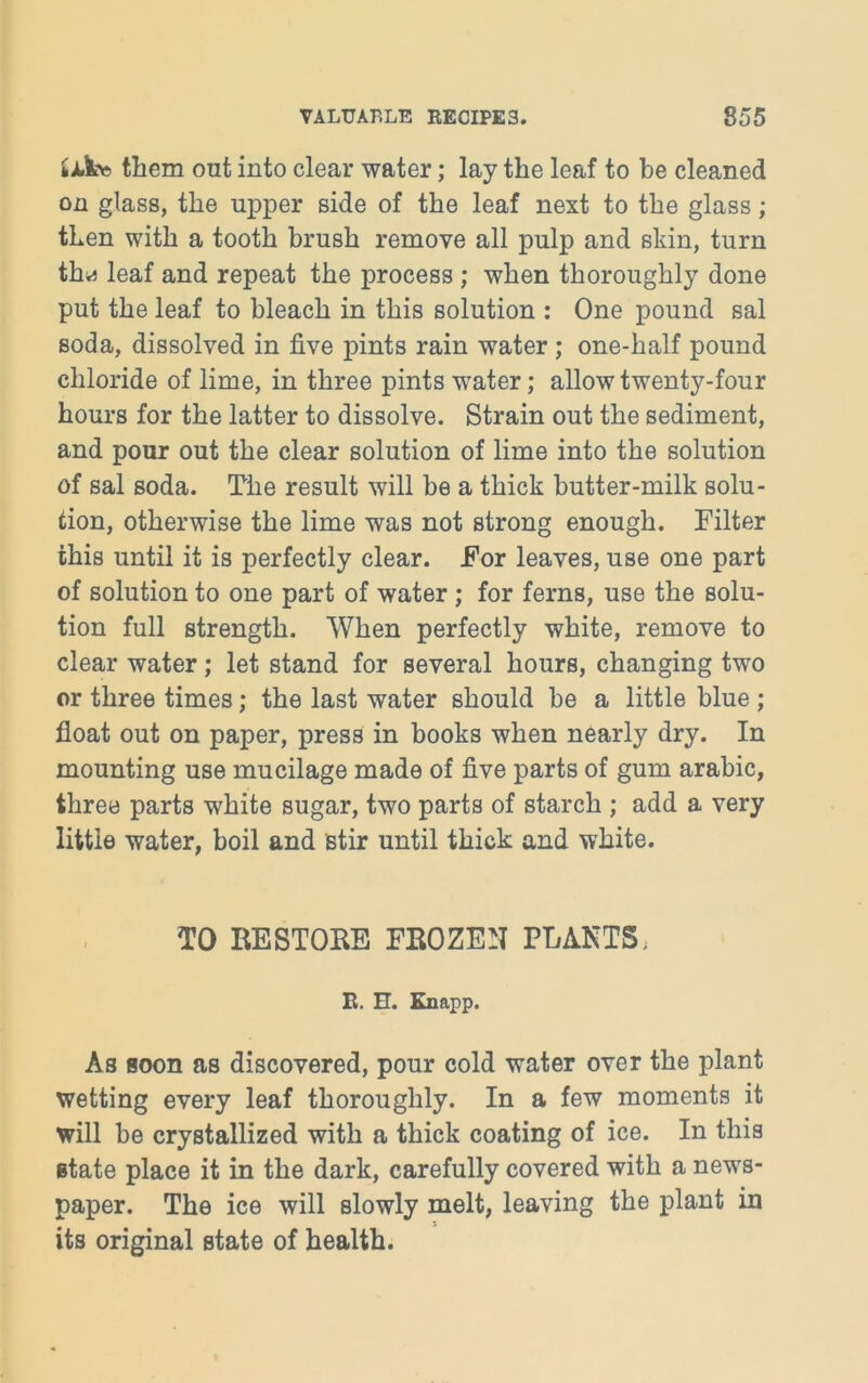 £xta them out into clear water; lay the leaf to be cleaned on glass, the upper side of the leaf next to the glass; then with a tooth brush remove all pulp and skin, turn tha leaf and repeat the process ; when thoroughly done put the leaf to bleach in this solution : One pound sal soda, dissolved in five pints rain water ; one-half pound chloride of lime, in three pints water; allow twenty-four hours for the latter to dissolve. Strain out the sediment, and pour out the clear solution of lime into the solution of sal soda. The result will be a thick butter-milk solu- tion, otherwise the lime was not strong enough. Filter this until it is perfectly clear. For leaves, use one part of solution to one part of water ; for ferns, use the solu- tion full strength. When perfectly white, remove to clear water; let stand for several hours, changing two or three times; the last water should be a little blue ; float out on paper, press in books when nearly dry. In mounting use mucilage made of five parts of gum arabic, three parts white sugar, two parts of starch ; add a very little water, boil and stir until thick and white. TO RESTORE FROZEN PLANTS, R. E. Knapp. As soon as discovered, pour cold water over the plant wetting every leaf thoroughly. In a few moments it will be crystallized with a thick coating of ice. In this state place it in the dark, carefully covered with a news- paper. The ice will slowly melt, leaving the plant in its original state of health.