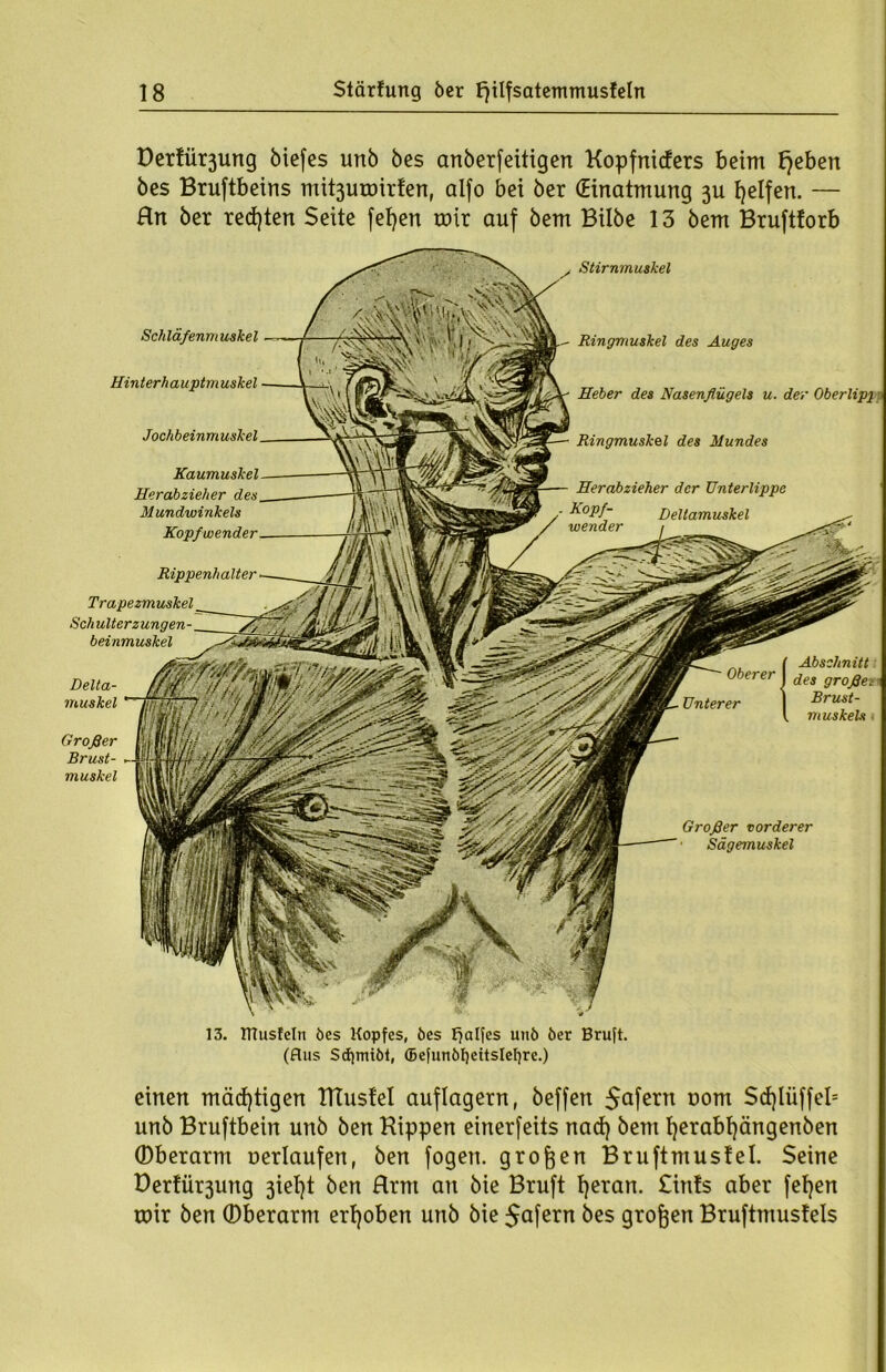 Berührung biefes unb bcs anberfeitigen Kopfnicfers beim fiebert bes Bruftbeins mit3umirten, alfo bei ber (Einatmung 3U Reifen. — Hn ber regten Seite fefyen mir auf bem Bilbe 13 bem Brufttorb Stirnmuskel Ringmuskel des Auges Heber des Nasenflügels u. der Oberlipj i Ringmuskel des Mundes Herabzieher der Unterlippe Schlä/enmuskel Hinterhauptmuskel Delta- muskel Großer Brust- muskel Abschnitt des große-t Brust- muskels Oberer Unterer Großer vorderer Sägemuskel Jochbeinmuskel Rippenhalter Trapezmuskel Schulter zungen- beinmuskel Kaumuskel Herabzieher des Mundwinkels Kopfwender 13. ITCusfeln bes Kopfes, bes Fjalfes unb ber Bruft. (Aus Sdjmibt, ©efunbfyeitslefyre.) einen mächtigen TITustel auflagern, beffen $afern uom Sdjliiffeb unb Bruftbein unb ben Kippen einerfeits nad) bem fyerabfyängenben Oberarm verlaufen, ben fogen. großen Bruftmusfel. Seine Berührung 3iel)t ben Hrm an bie Bruft fyeran. £ints aber fetten mir ben Oberarm erhoben unb bie $afern bes großen Bruftmustels