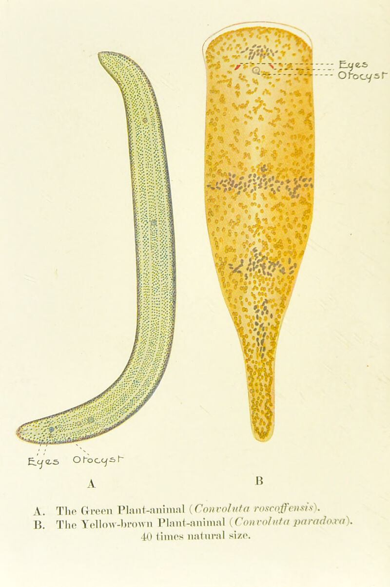 A. The Green Plant-animal (Convoluta roscoffensis). B. The Yellow-brown Plant-animal {Convaluta parado.ra). 40 times natural size.