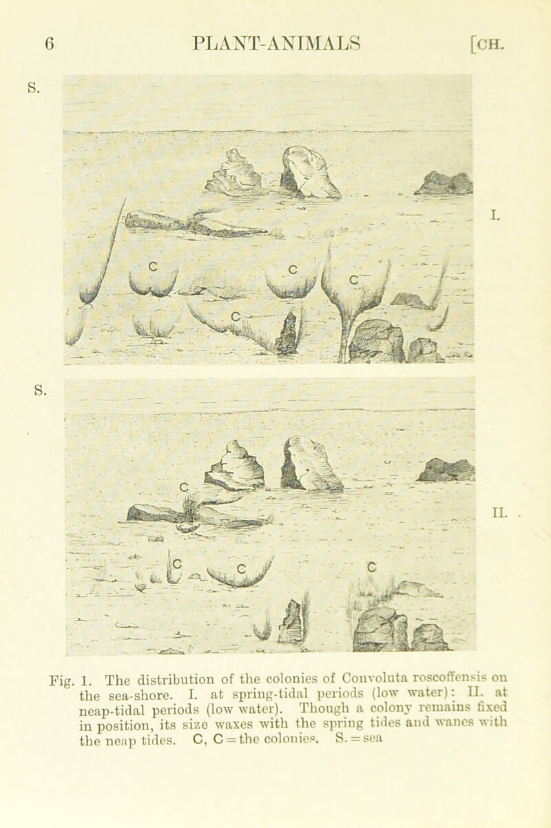 I. Fig. 1. The distribution of the colonies of Convoluta roscoffensis on the sea-shore. I. at spring-tidal periods (low water): II. at neap-tidal periods (low water). Though a colony remains fixed in position, its size waxes with the spring tides and wanes with the neap tides. C, C = the colonies. S. = sea