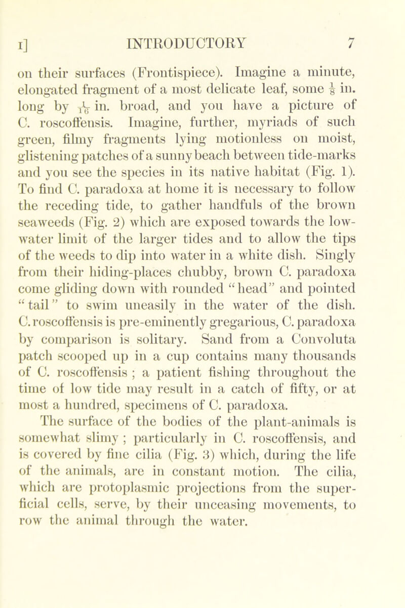 on their surfaces (Frontispiece). Imagine a minute, elongated fragment of a most delicate leaf, some i in. long by 1(3 in. broad, and you have a picture of C. roscoffensis. Imagine, further, myriads of such green, filmy fragments lying motionless on moist, glistening patches of a sunny beach between tide-marks and you see the species in its native habitat (Fig. 1). To find C. paradoxa at home it is necessary to follow the receding tide, to gather handfuls of the brown seaweeds (Fig. 2) which are exposed towards the low- water limit of the larger tides and to allow the tips of the weeds to dip into water in a white dish. Singly from their hiding-places chubby, brown C. paradoxa come gliding down with rounded “head” and pointed “tail” to swim uneasily in the water of the dish. C. roscoffensis is pre-eminently gregarious, C. paradoxa by comparison is solitary. Sand from a Convoluta patch scooped up in a cup contains many thousands of C. roscoffensis ; a patient fishing throughout the time of low tide may result in a catch of fifty, or at most a hundred, specimens of C. paradoxa. The surface of the bodies of the plant-animals is somewhat slimy ; particularly in C. roscoffensis, and is covered by fine cilia (Fig. 3) which, during the life of the animals, are in constant motion. The cilia, which are protoplasmic projections from the super- ficial cells, serve, by their unceasing movements, to row the animal through the water.