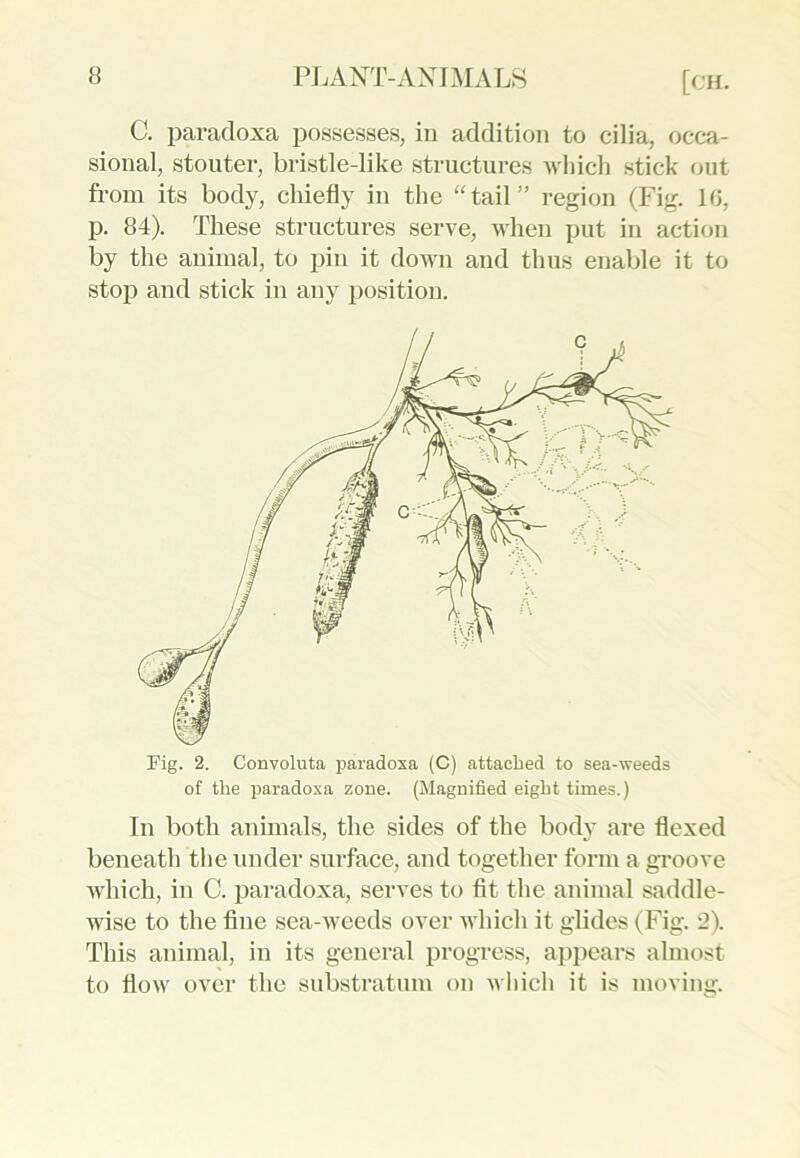 C. paradoxa possesses, in addition to cilia, occa- sional, stouter, bristle-like structures which stick out from its body, chiefly in the “tail” region (Fig. 16, p. 84). These structures serve, when put in action by the animal, to pin it down and thus enable it to stop and stick in any position. Fig. 2. Convoluta paradoxa (C) attached to sea-weeds of the paradoxa zone. (Magnified eight times.) In both animals, the sides of the body are flexed beneath the under surface, and together form a groove which, in C. paradoxa, serves to fit the animal saddle- wise to the fine sea-weeds over which it glides (Fig. 2). This animal, in its general progress, appears almost to flow over the substratum on which it is moving.