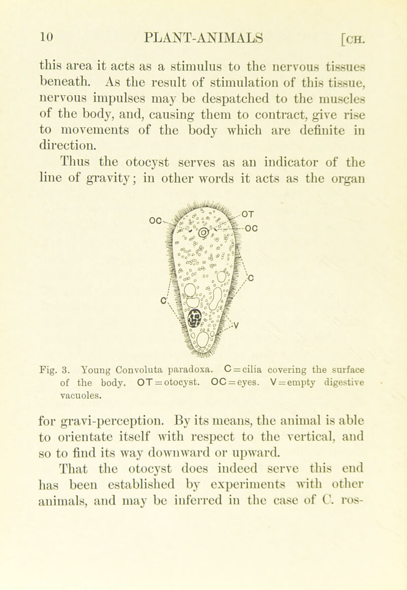 this area it acts as a stimulus to the nervous tissues beneath. As the result of stimulation of this tissue, nervous impulses may be despatched to the muscles of the body, and, causing them to contract, give rise to movements of the body which are definite in direction. Thus the otocyst serves as an indicator of the line of gravity; in other words it acts as the organ Fig. 3. Young Convoluta paradoxa. C = cilia covering the surface of the body. OT = otocyst. OC = eyes. V = empty digestive vacuoles. for gravi-perception. By its means, the animal is able to orientate itself with respect to the vertical, and so to find its way downward or upward. That the otocyst does indeed serve this end has been established by experiments with other animals, and may be inferred in the case of C. ros-