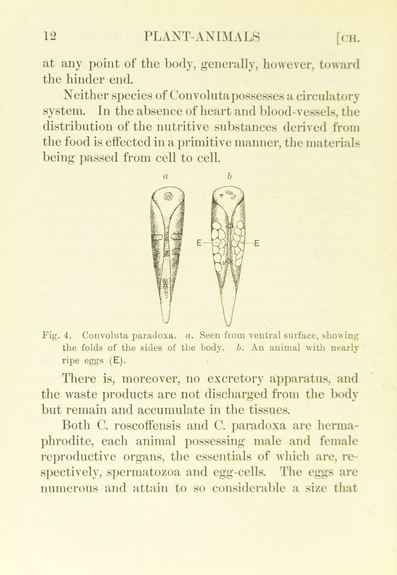 at any point of the body, generally, however, toward the hinder end. Neither species of Convolutapossesses a circulatory system. In the absence of heart and blood-vessels, the distribution of the nutritive substances derived from the food is effected in a primitive manner, the materials being passed from cell to cell. a b Pig. 4. Convoluta paradoxa. a. Seen from ventral surface, showing the folds of the sides of the body. b. An animal with nearly ripe eggs (E). There is, moreover, no excretory apparatus, and the waste products are not discharged from the body but remain and accumulate in the tissues. Both C. roscoffensis and C. paradoxa are herma- phrodite, each animal possessing male and female reproductive organs, the essentials of which are, re- spectively, spermatozoa and egg-cells. The eggs are numerous and attain to so considerable a size that