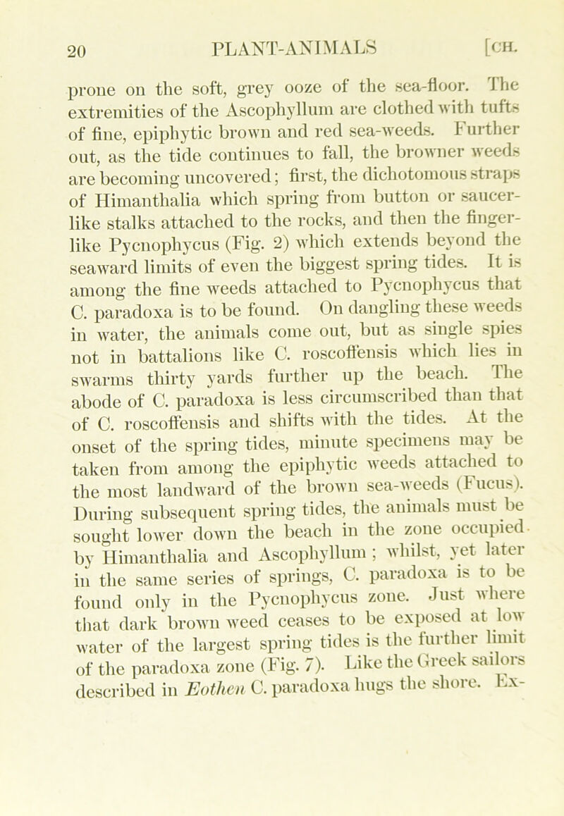 prone on the soft, grey ooze of the sea-floor. J he extremities of the Ascophyllum are clothed with tufts of fine, epiphytic brown and red sea-weeds. J' urther out, as the tide continues to fall, the browner weeds are becoming- uncovered; first, the dichotomous straps of Himanthalia which spring from button or saucer- like stalks attached to the rocks, and then the finger- like Pycnophycus (Fig. 2) which extends beyond the seaward limits of even the biggest spring tides. It is among the fine weeds attached to Pycnophycus that C. paradoxa is to be found. On dangling these weeds in water, the animals come out, but as single spie» not in battalions like C. roscoflensis which lies in swarms thirty yards further up the beach. Ihe abode of C. paradoxa is less circumscribed than that of C. roscoflensis and shifts with the tides. At the onset of the spring tides, minute specimens may be taken from among the epiphytic weeds attached to the most landward of the brown sea-weeds (Fucus). During subsequent spring tides, the animals must be sought lower down the beach in the zone occupied- by Himanthalia and Ascophyllum ; whilst, yet later in the same series of springs, C. paradoxa is to be found only in the Pycnophycus zone. Just where that dark brown weed ceases to be exposed at low water of the largest spring tides is the further limit of the paradoxa zone (Fig. 7). Like the Greek sailoi & described in Eothen C. paradoxa hugs the shore. Lx-