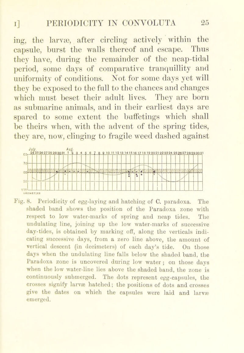 mg, the larvae, after circling actively within the capsule, burst the walls thereof and escape. Thus they have, during the remainder of the neap-tidal period, some days of comparative tranquillity and uniformity of conditions. Not for some days yet will they be exposed to the full to the chances and changes which must beset their adult lives. They are born as submarine animals, and in their earliest days are spared to some extent the buffetings which shall be theirs when, with the advent of the spring tides, they are, now, clinging to fragile weed dashed against Fig. 8. Periodicity of egg-laying and hatching of C. paradoxa. The shaded band shows the position of the Paradoxa zone with respect to low water-marks of spring and neap tides. The undulating line, joining up the low water-marks of successive day-tides, is obtained by marking off, along the verticals indi- cating successive days, from a zero line above, the amount of vertical descent (in decimeters) of each day’s tide. On those days when the undulating line falls below the shaded band, the Paradoxa zone is uncovered during low water; on those days when the low water-line lies above the shaded baud, the zone is continuously submerged. The dots represent egg-capsules, the crosses signify larvte hatched; the positions of dots and crosses give the dates on which the capsules were laid and larvre emerged.