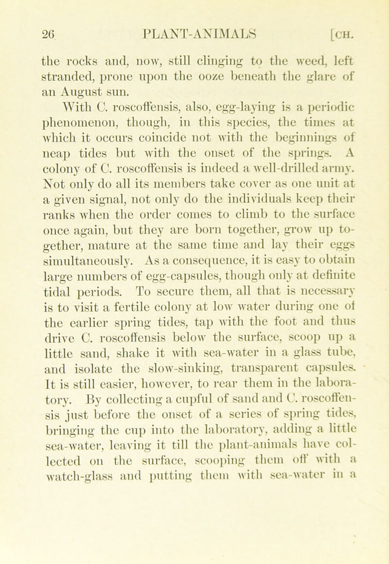 the rocks and, now, still clinging to the weed, left stranded, prone upon the ooze beneath the glare of an August sun. With C. roscoffensis, also, egg-laying is a periodic phenomenon, though, in this species, the times at which it occurs coincide not with the beginnings of neap tides but with the onset of the springs. A colony of C. roscoffensis is indeed a well-drilled army. Not only do all its members take cover as one unit at a given signal, not only do the individuals keep their ranks when the order comes to climb to the surface once again, but they are born together, grow up to- gether, mature at the same time and lay their eggs simultaneously. As a consequence, it is easy to obtain large numbers of egg-capsules, though only at definite tidal periods. To secure them, all that is necessary is to visit a fertile colony at low water during one ot the earlier spring tides, tap with the foot and thus drive C. roscoffensis below the surface, scoop up a little sand, shake it with sea-water in a glass tube, and isolate the slow-sinking, transparent capsules. It is still easier, however, to rear them in the labora- tory. By collecting a cupful of sand and C. roscoften- sis just before the onset of a series of spring tides, bringing the cup into the laboratory, adding a little sea-water, leaving it till the plant-animals have col- lected on the surface, scooping them off with a watch-glass and putting them with sea-water in a