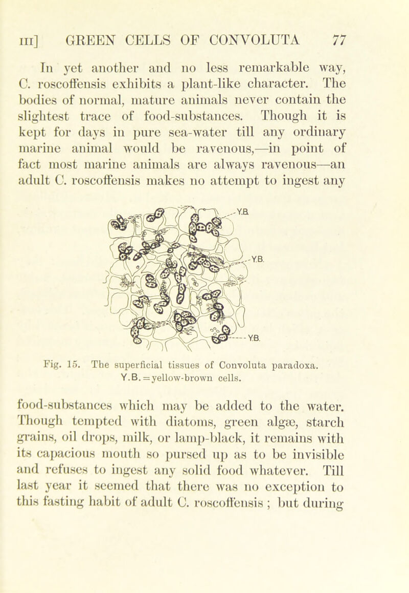 In yet another and no less remarkable way, C. roscoffensis exhibits a plant-like character. The bodies of normal, mature animals never contain the slightest trace of food-substances. Though it is kept for days in pure sea-water till any ordinary marine animal would be ravenous,—in point of fact most marine animals are always ravenous—an adult C. roscoffensis makes no attempt to ingest any Fig. 15. The superficial tissues of Convoluta paradoxa. Y.B. = yellow-brown cells. food-substances which may be added to the water. Though tempted with diatoms, green alga), starch grains, oil drops, milk, or lamp-black, it remains with its capacious mouth so pursed up as to be invisible and refuses to ingest any solid food whatever. Till last year it seemed that there was no exception to this fasting habit of adult C. roscoffensis ; but during